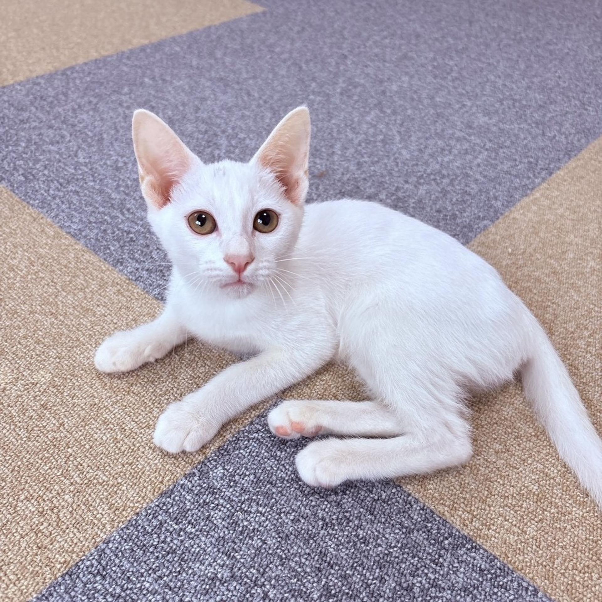 pet-image-10
