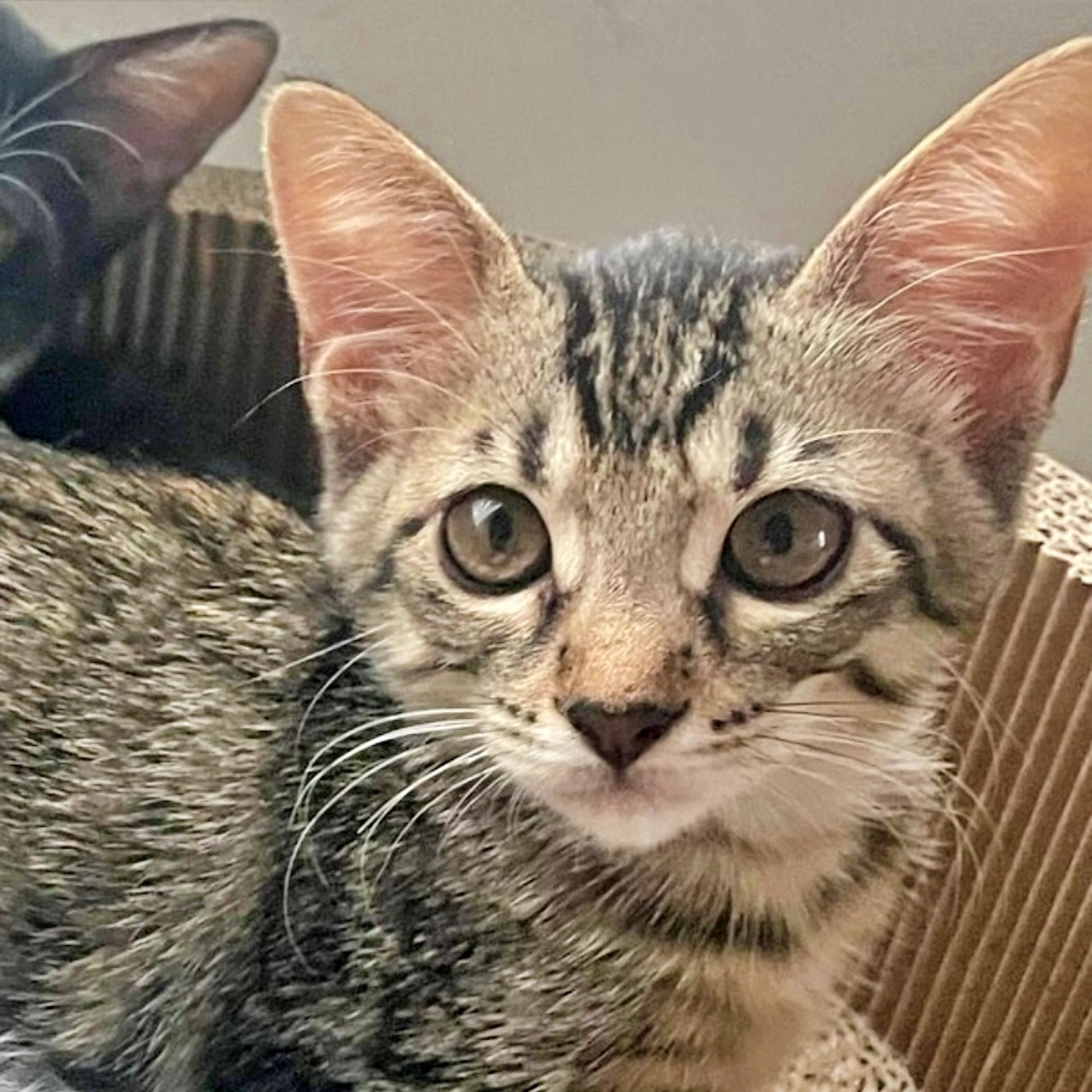雑種（ミックス猫）・メスの里親募集の写真