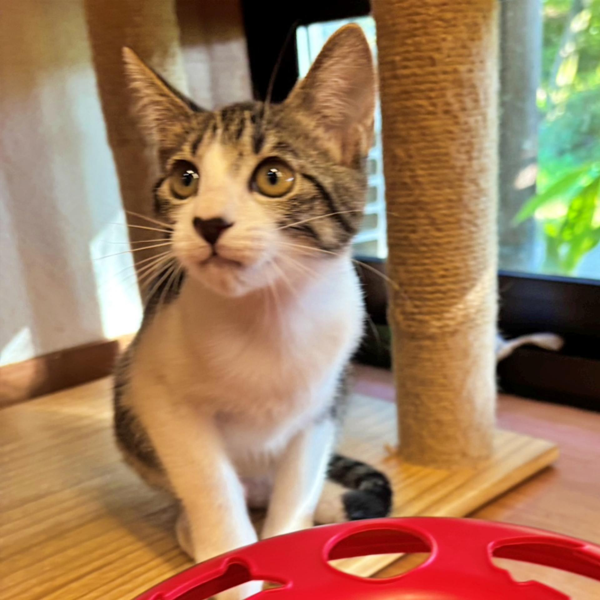 pet-image-4