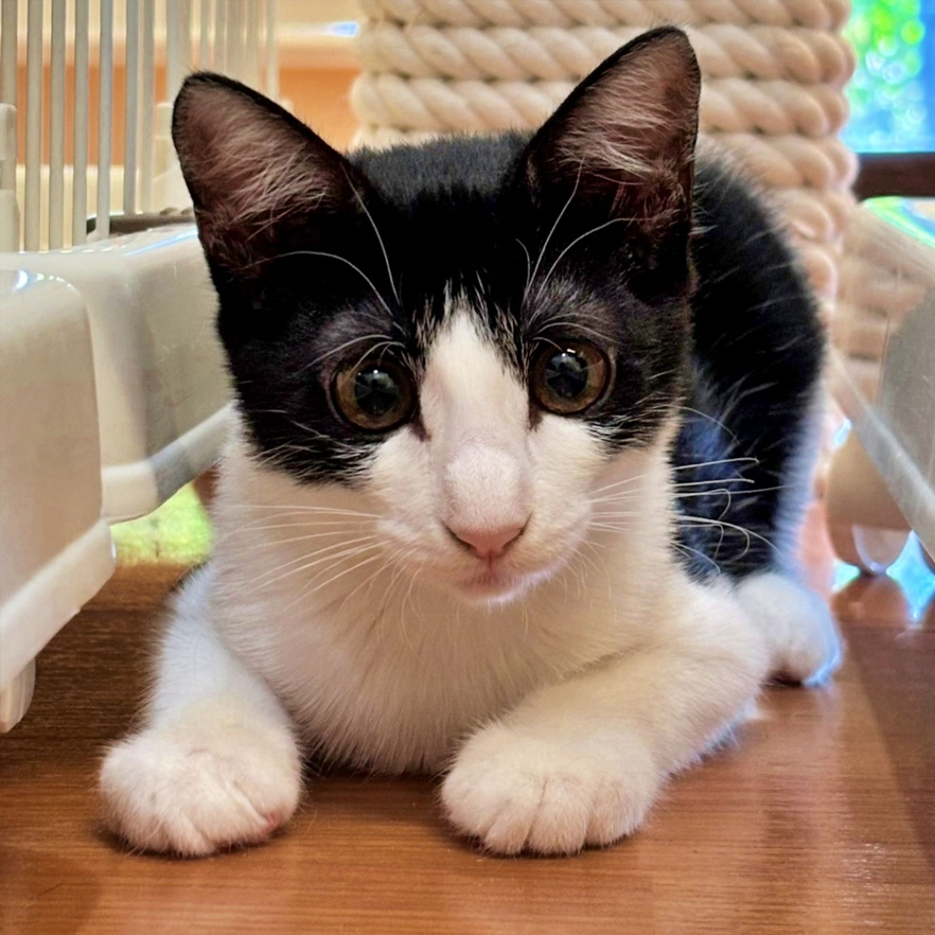 雑種（ミックス猫）・メスの里親募集の写真