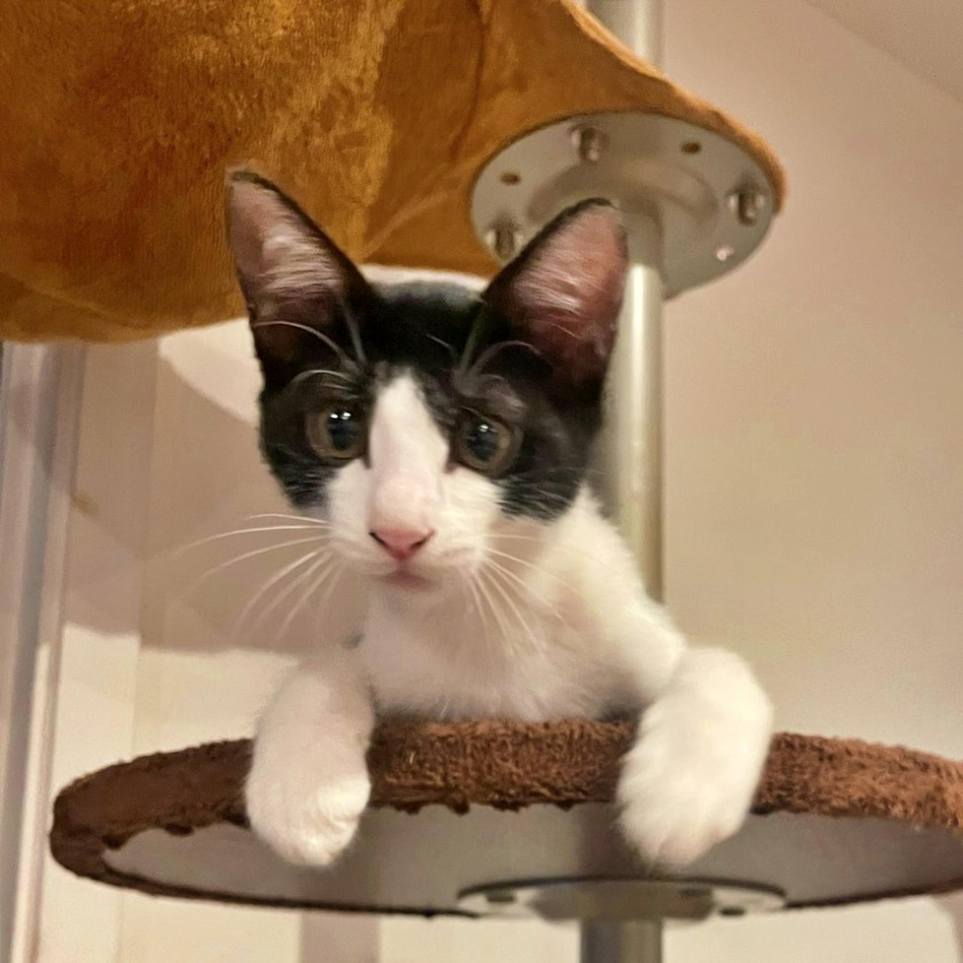 pet-image-3