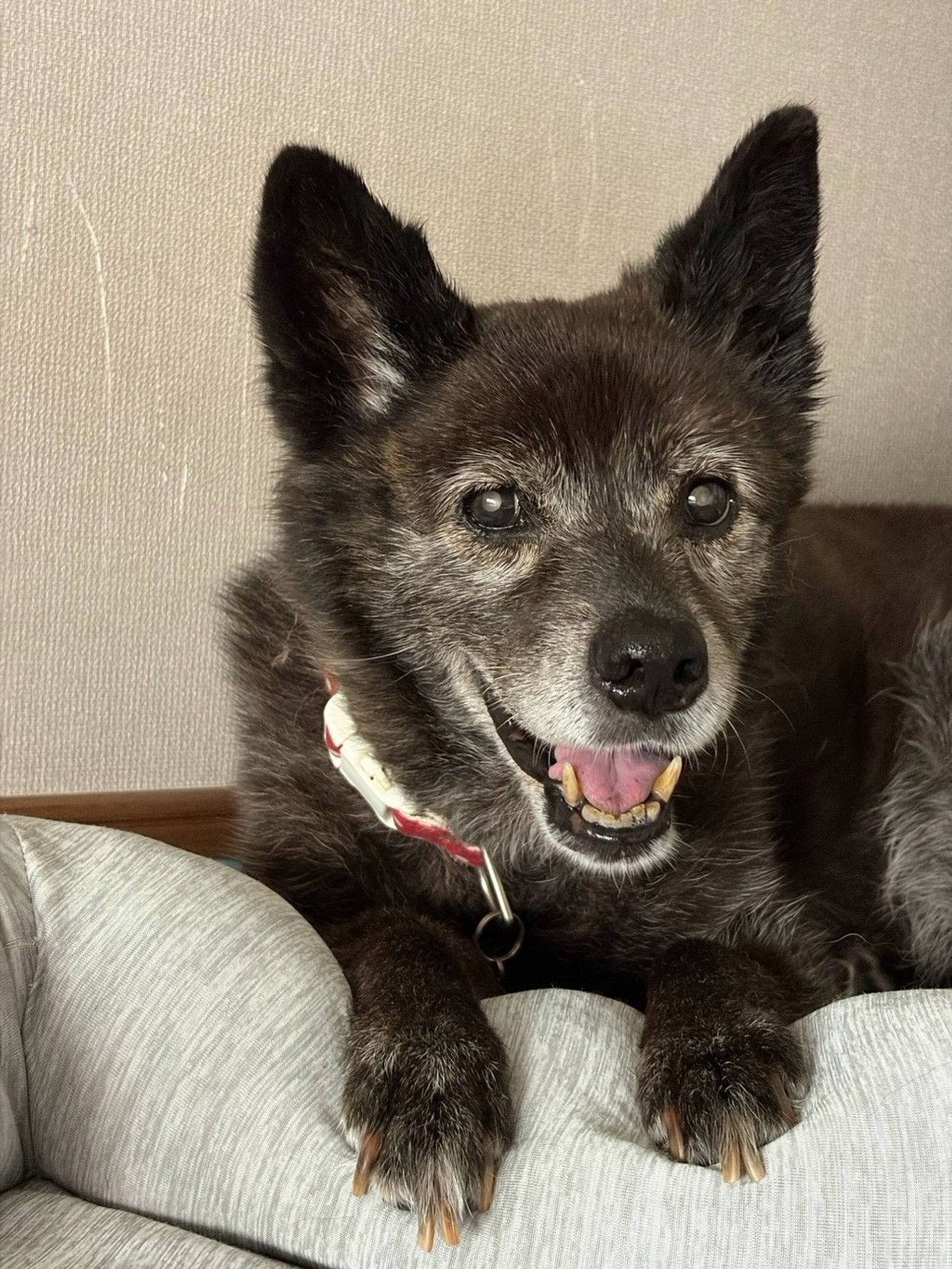 雑種（ミックス犬）・メスの里親募集の写真