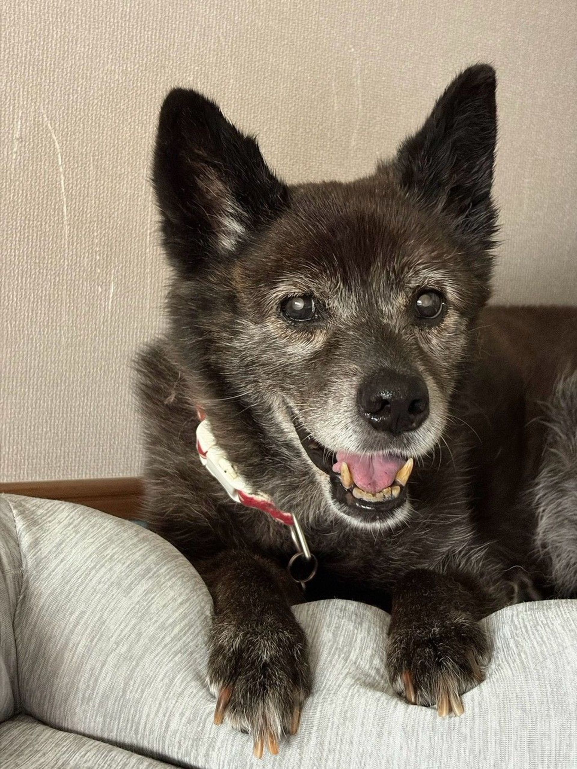 雑種（ミックス犬）・メスの里親募集の写真