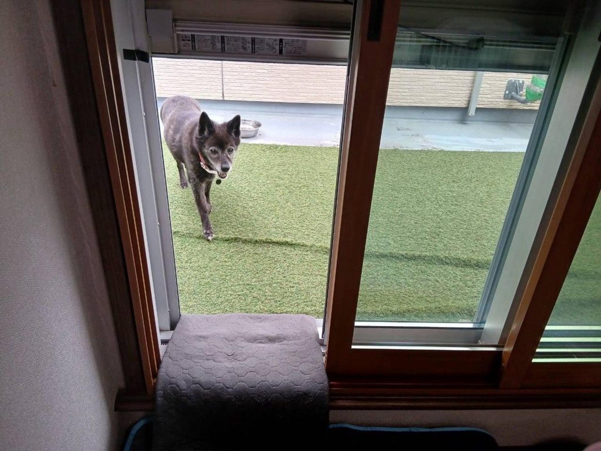 pet-image-4