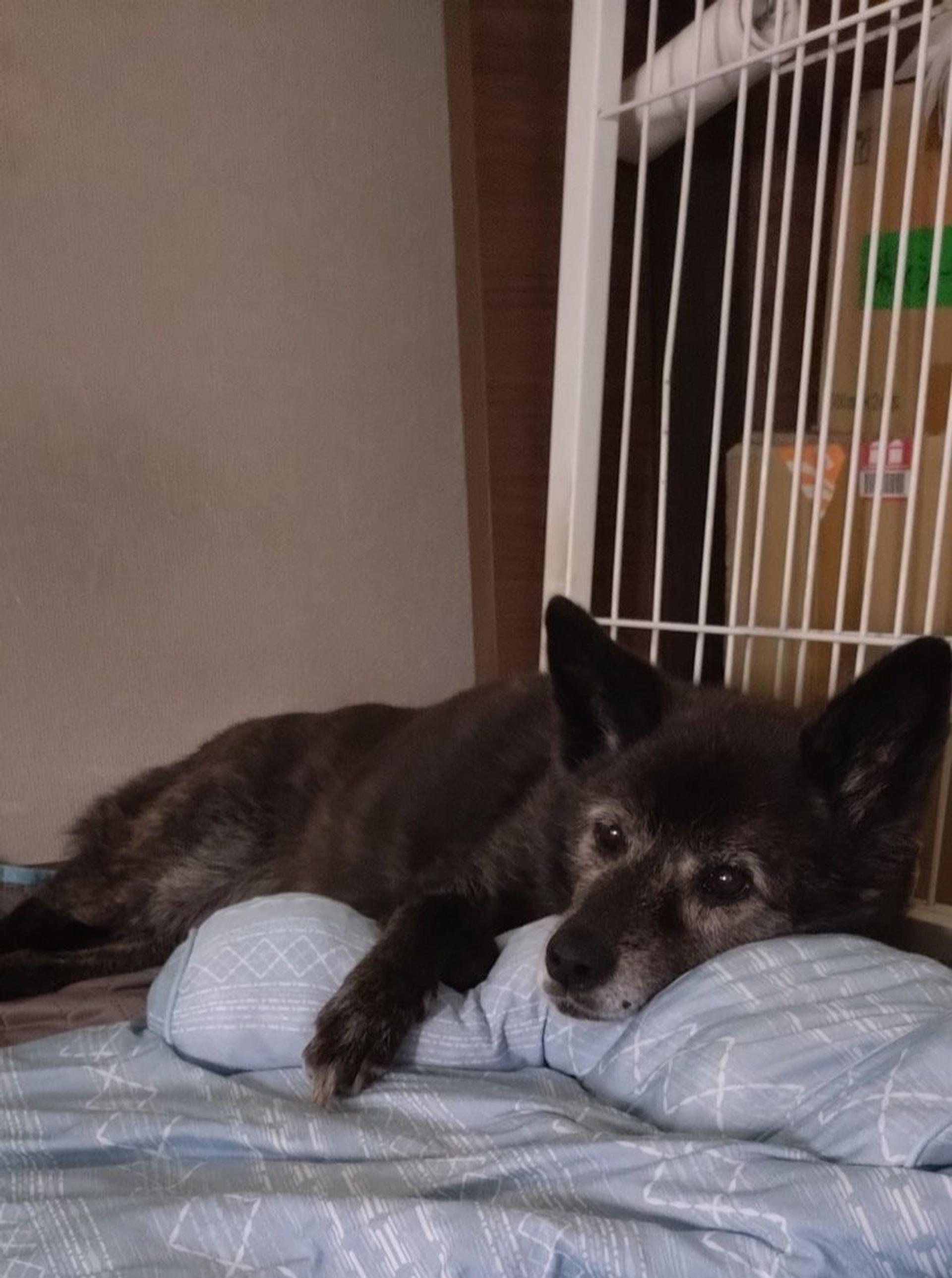 pet-image-6