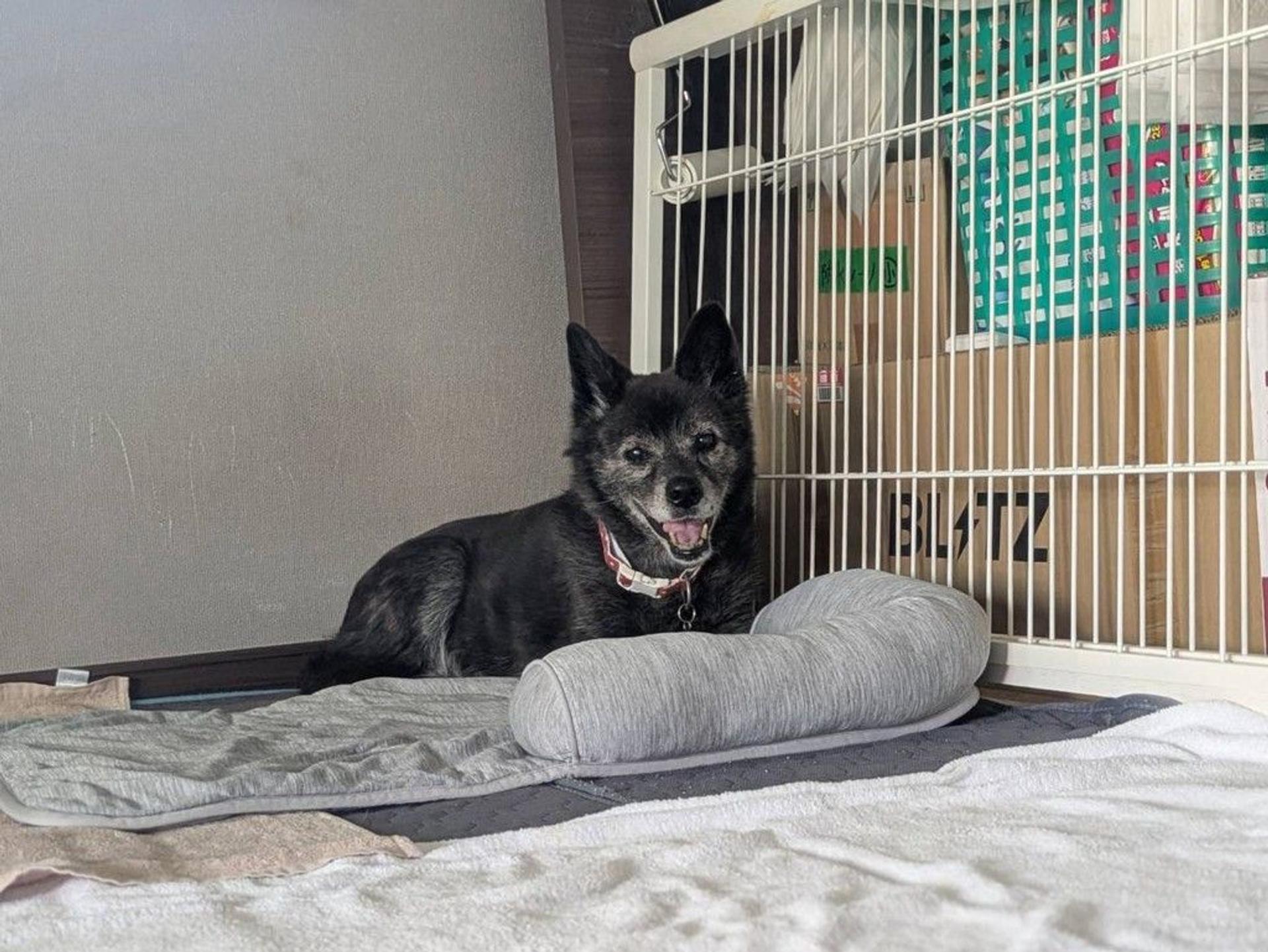 pet-image-7