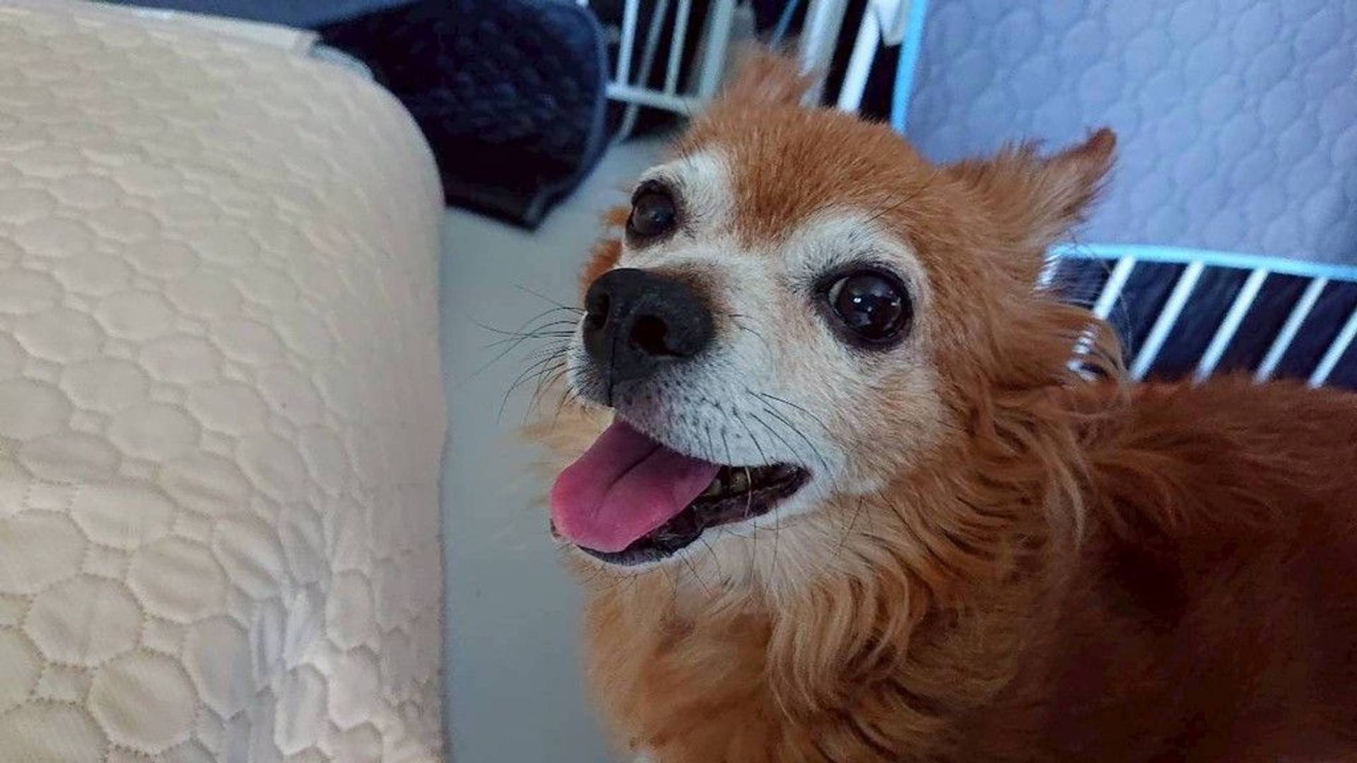 雑種（ミックス犬）・オスの里親募集の写真