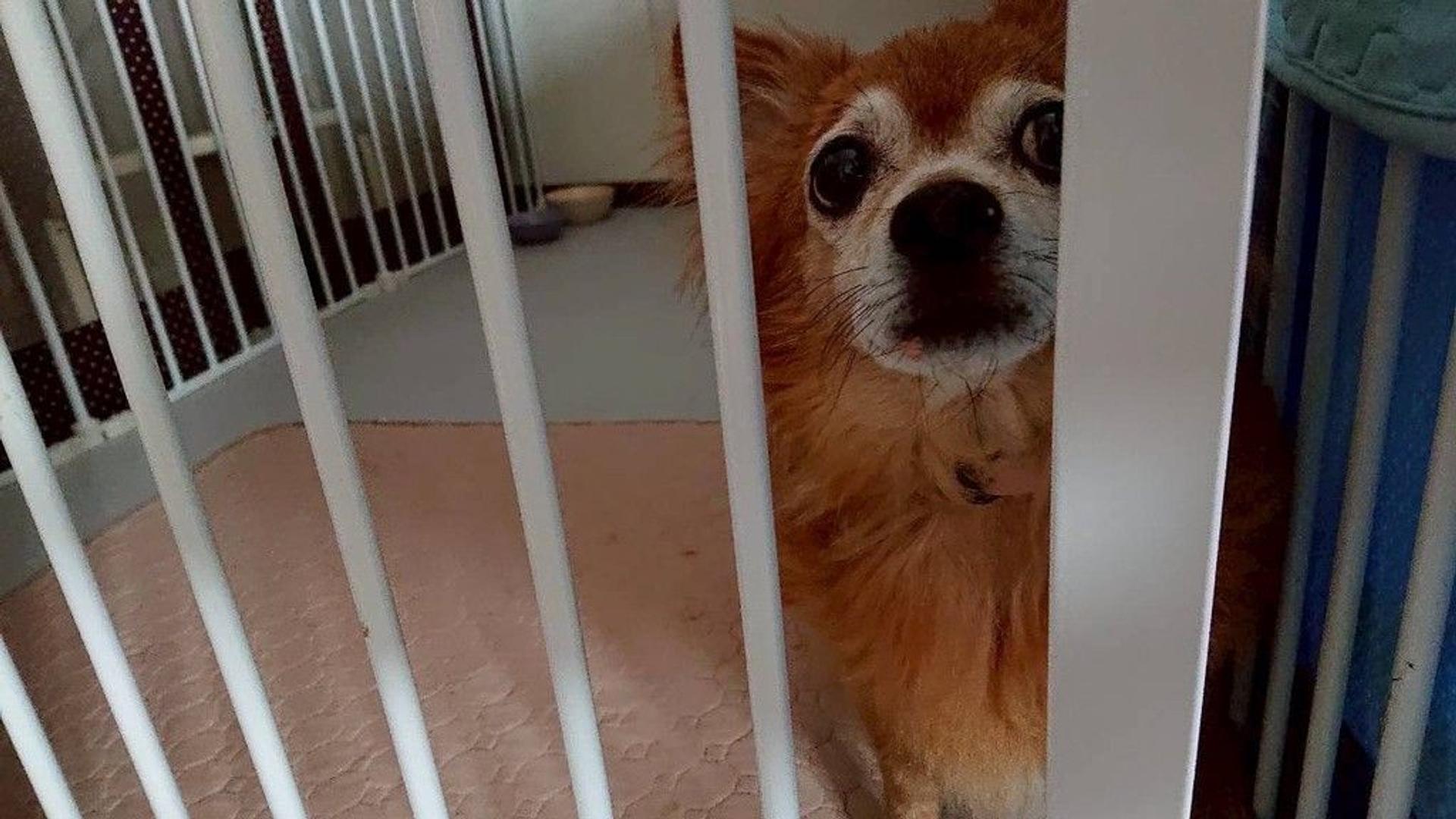 pet-image-4