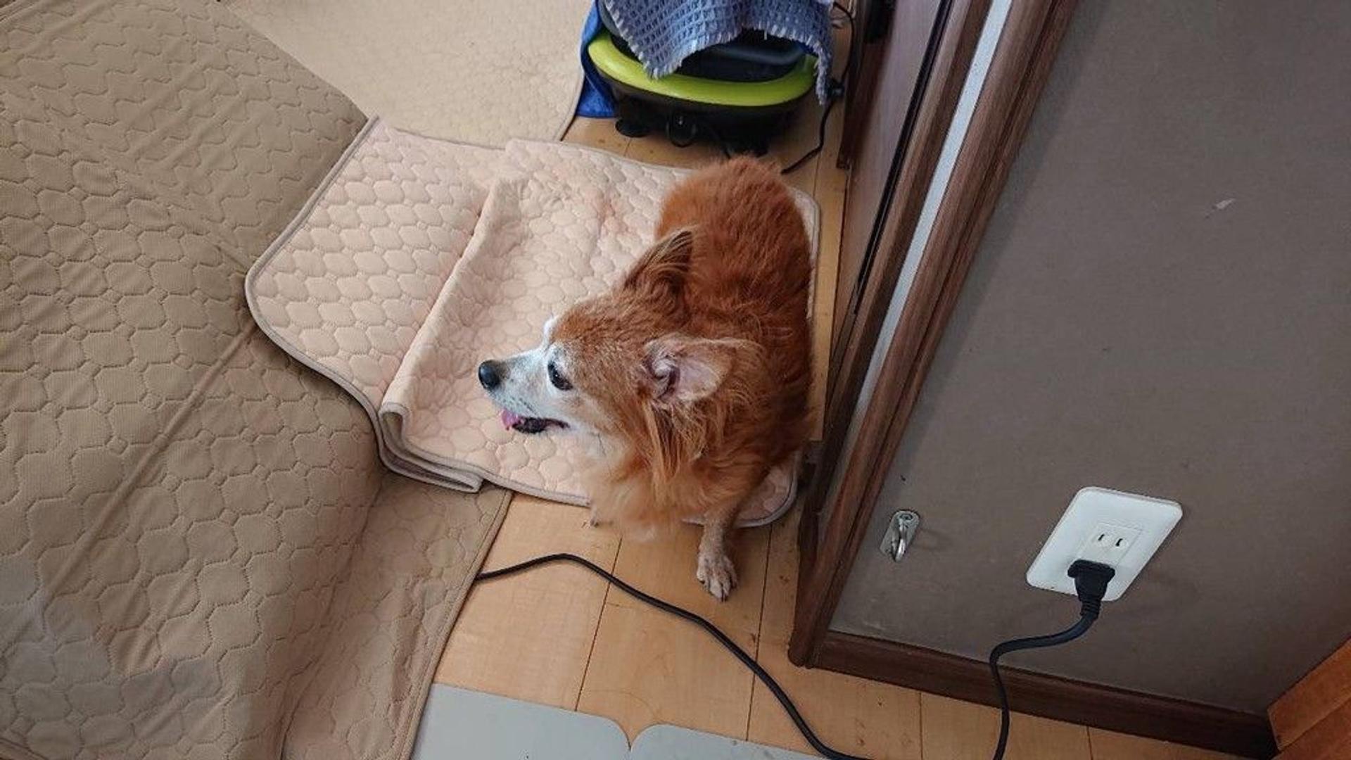 pet-image-6