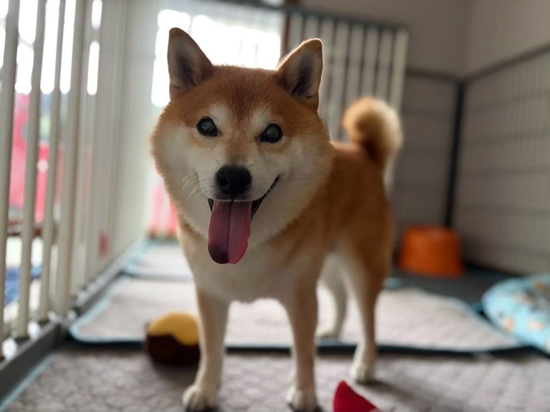 柴犬・メスの里親募集の写真