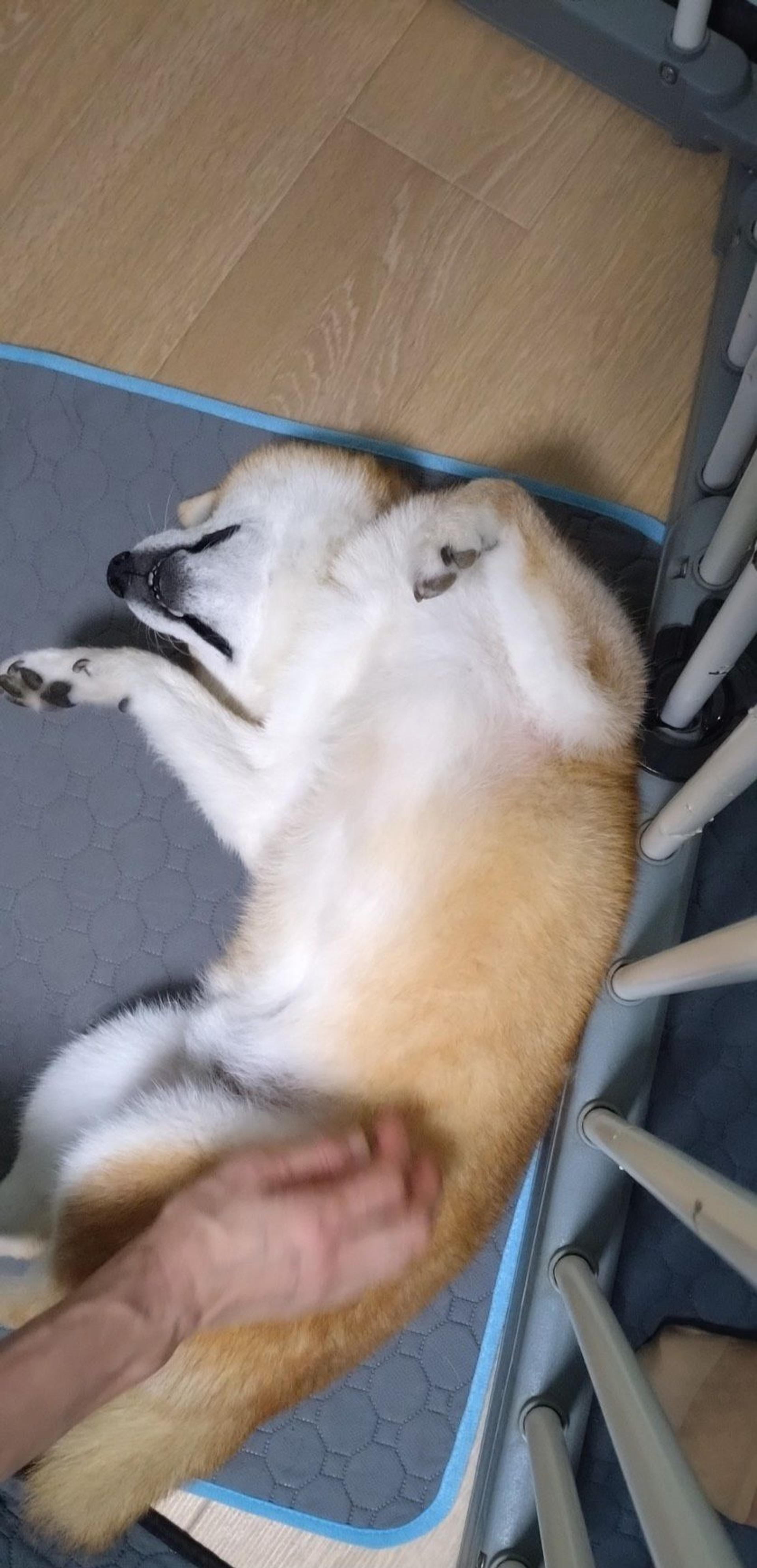 pet-image-3