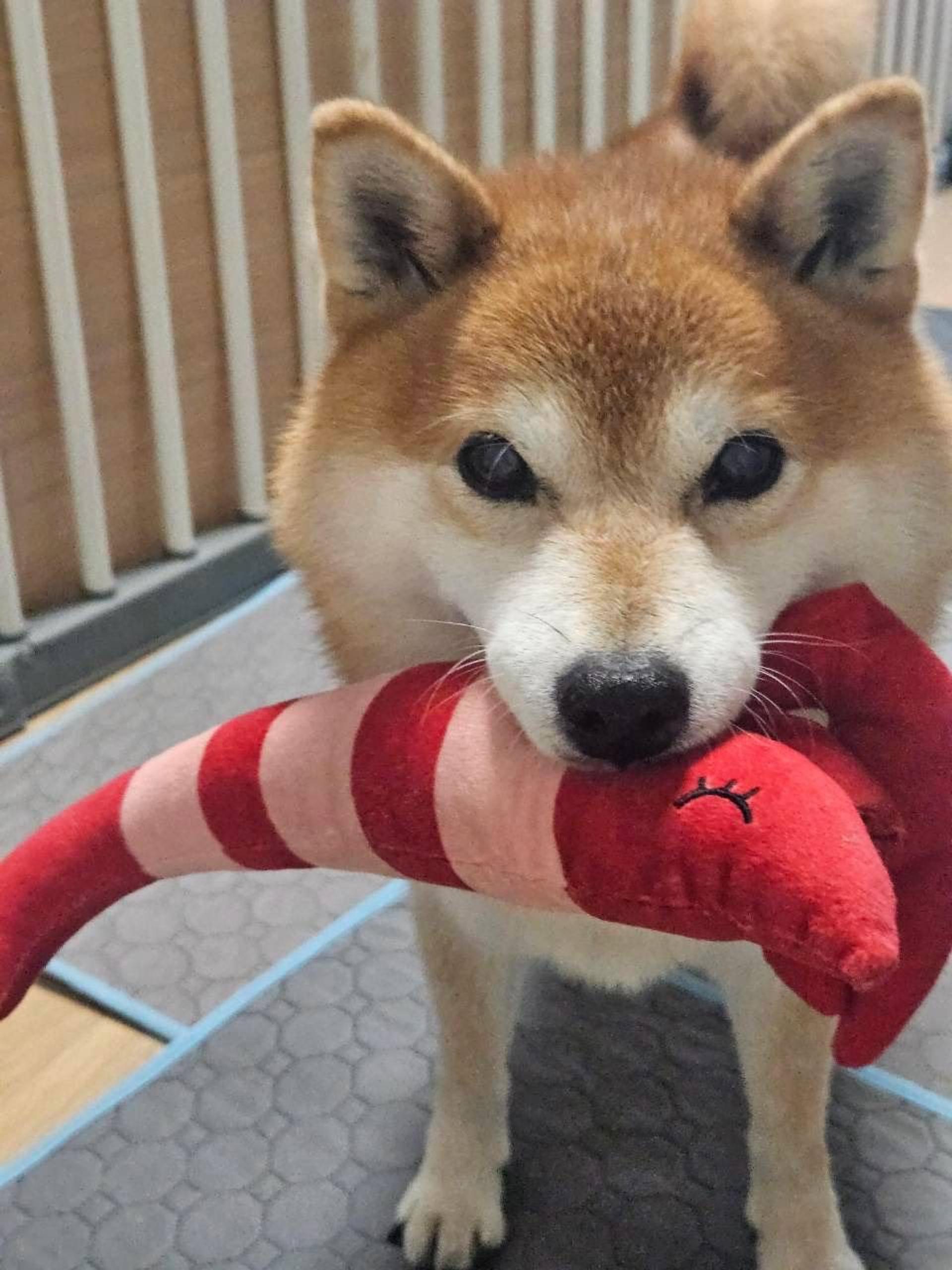 pet-image-5