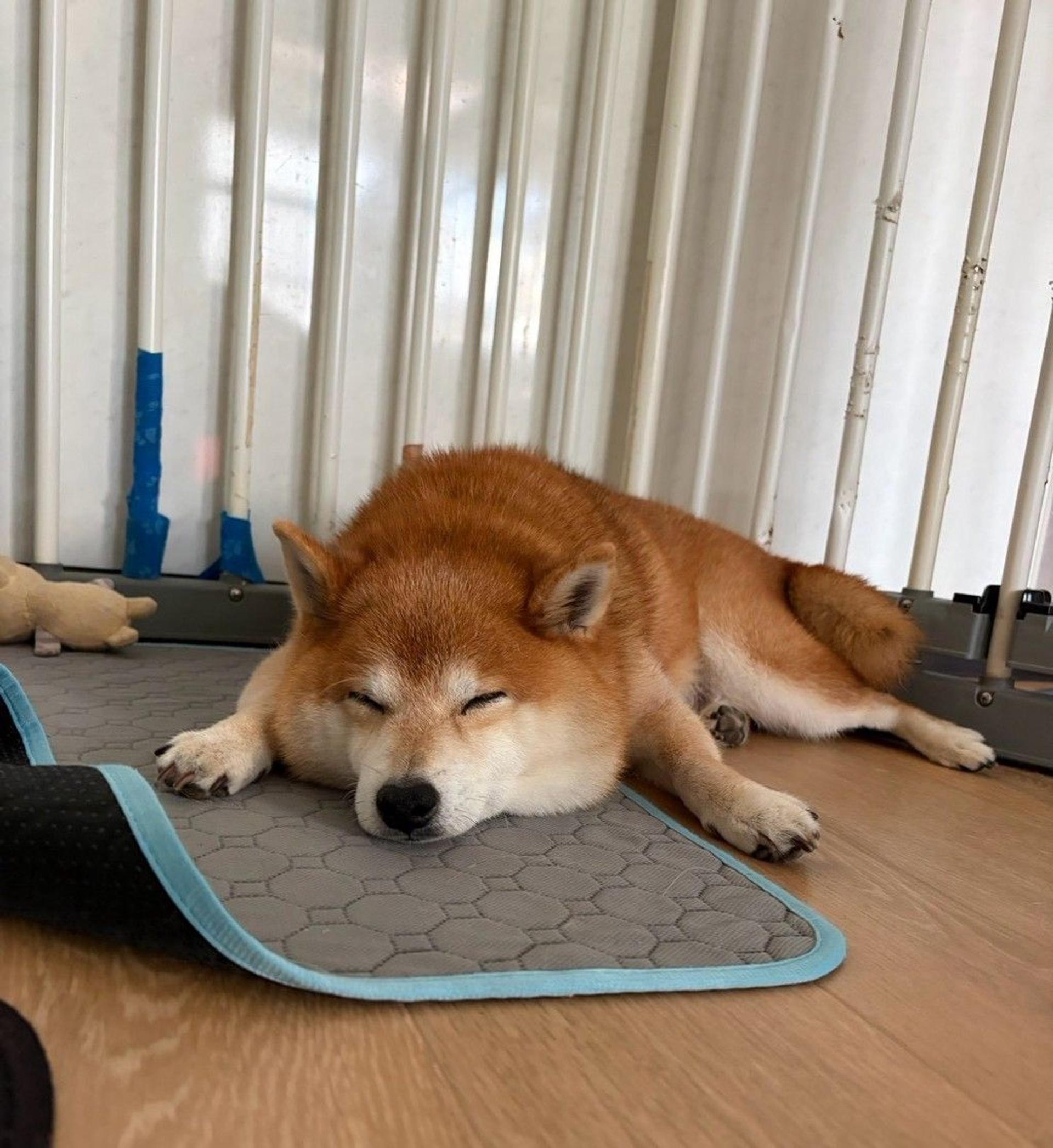 pet-image-6