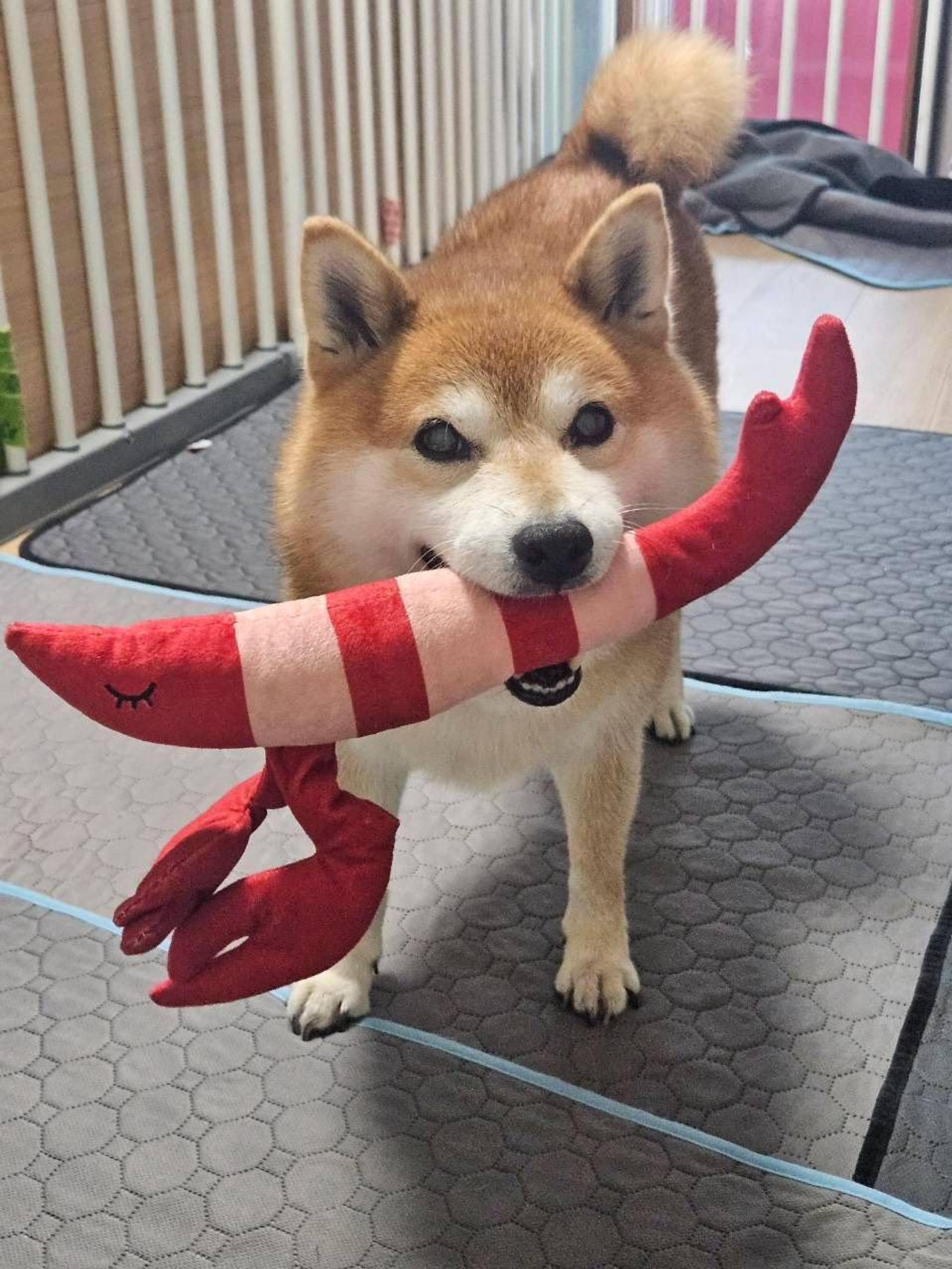 pet-image-7