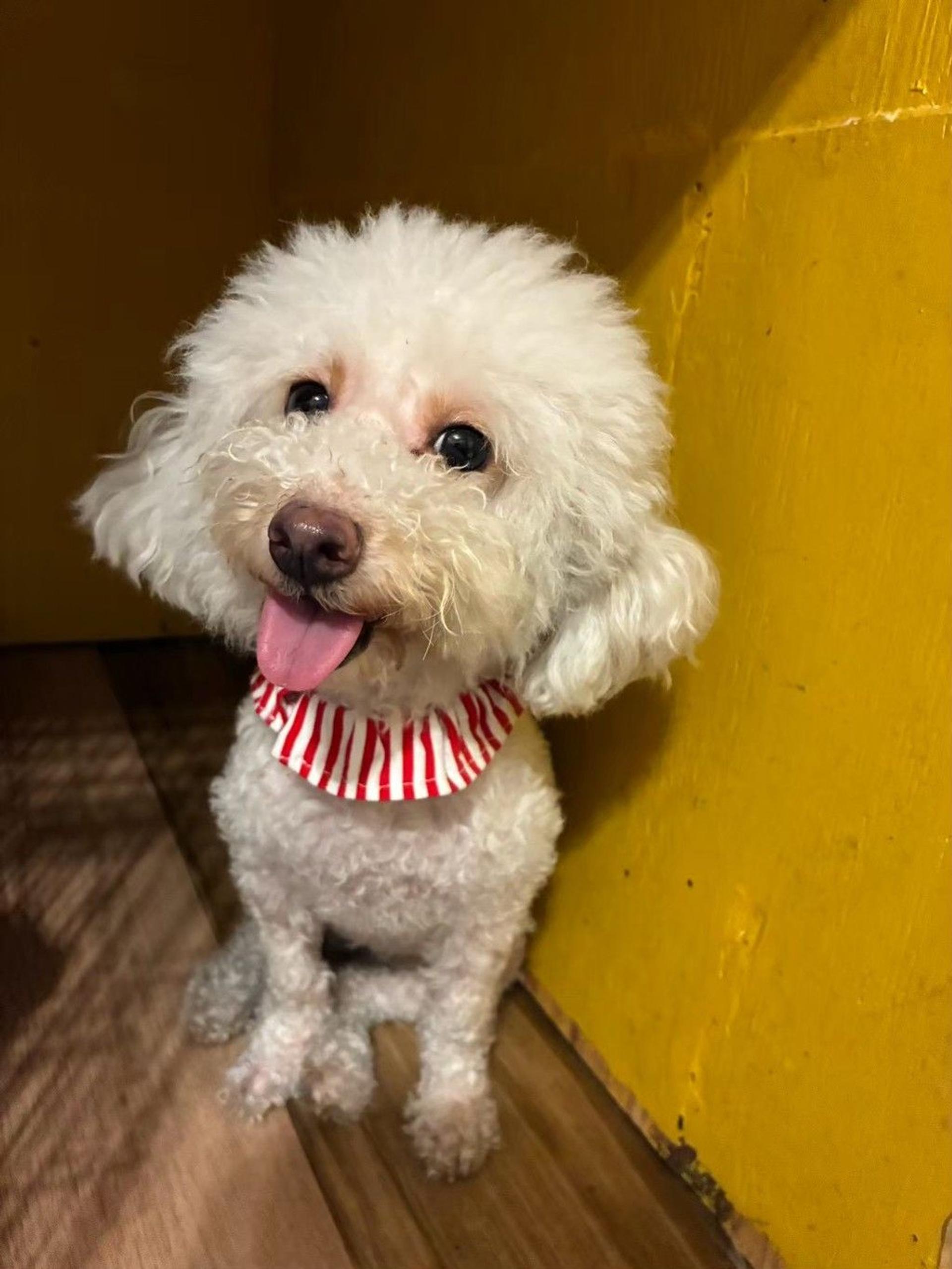 pet-image-2