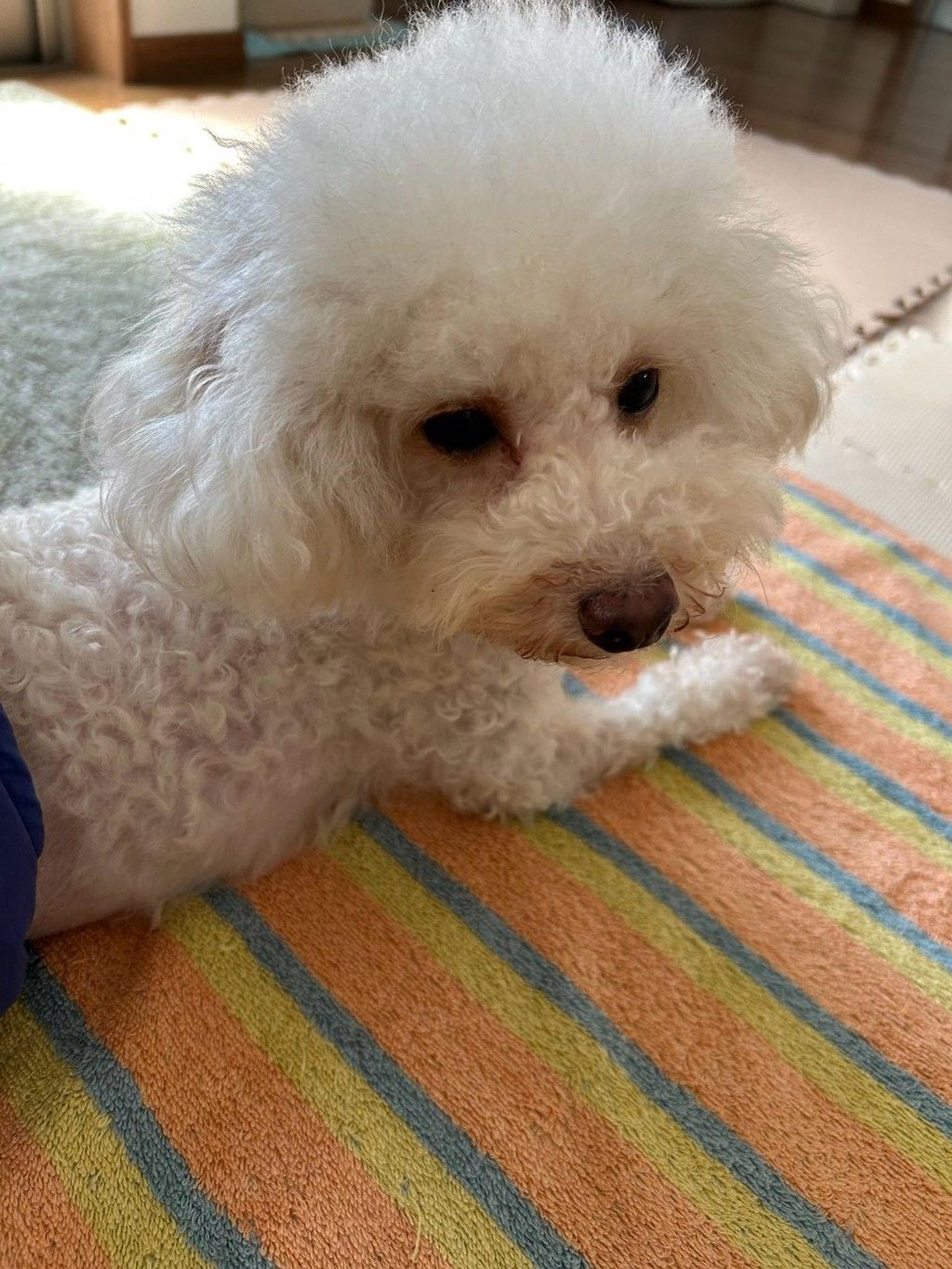 pet-image-9