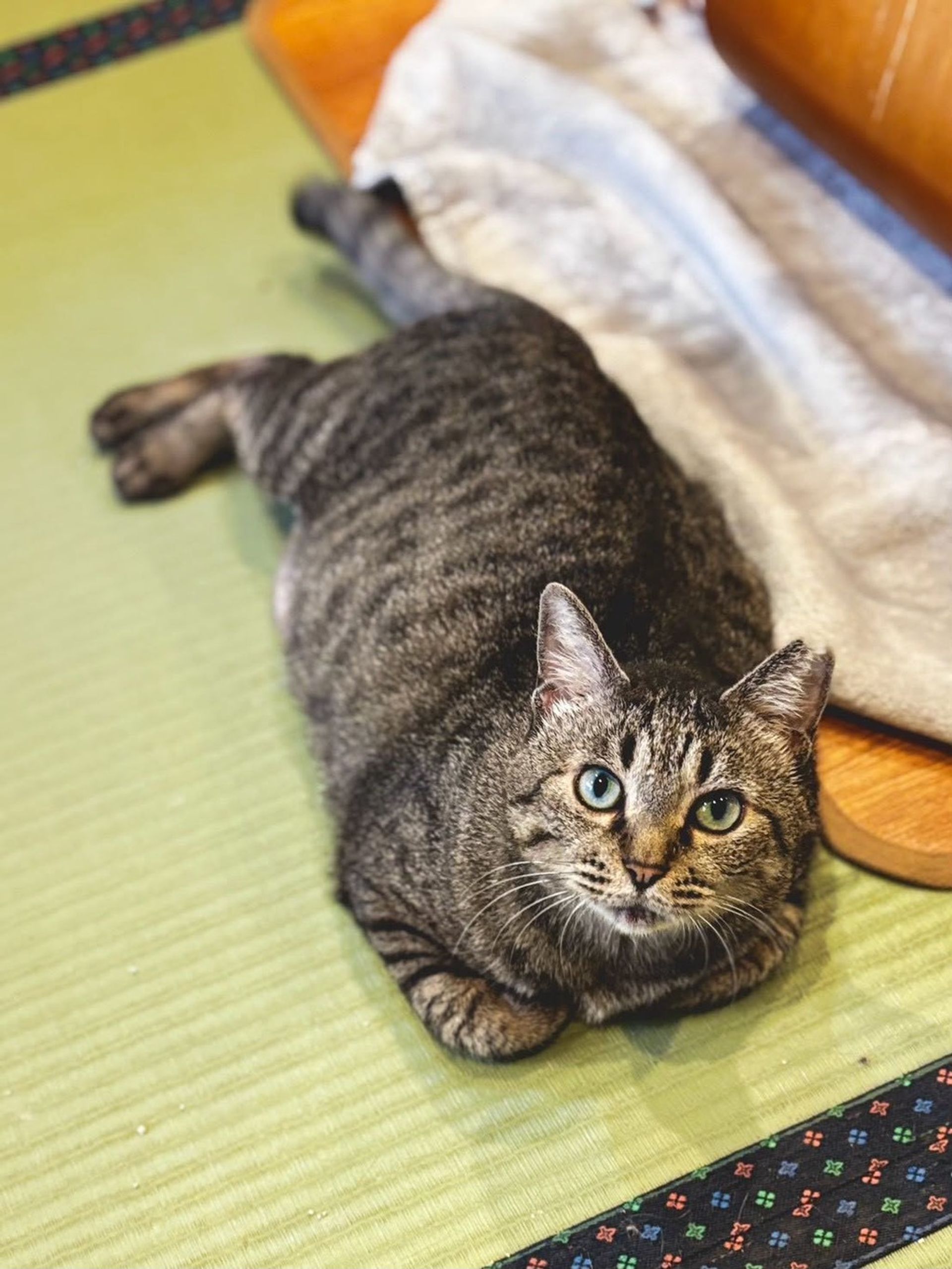 雑種（ミックス猫）・メスの里親募集の写真