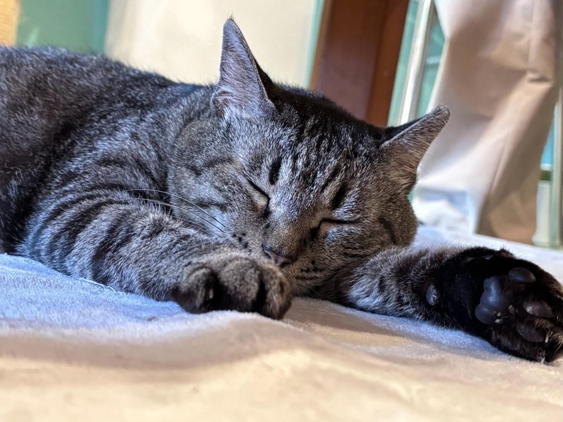 pet-image-4