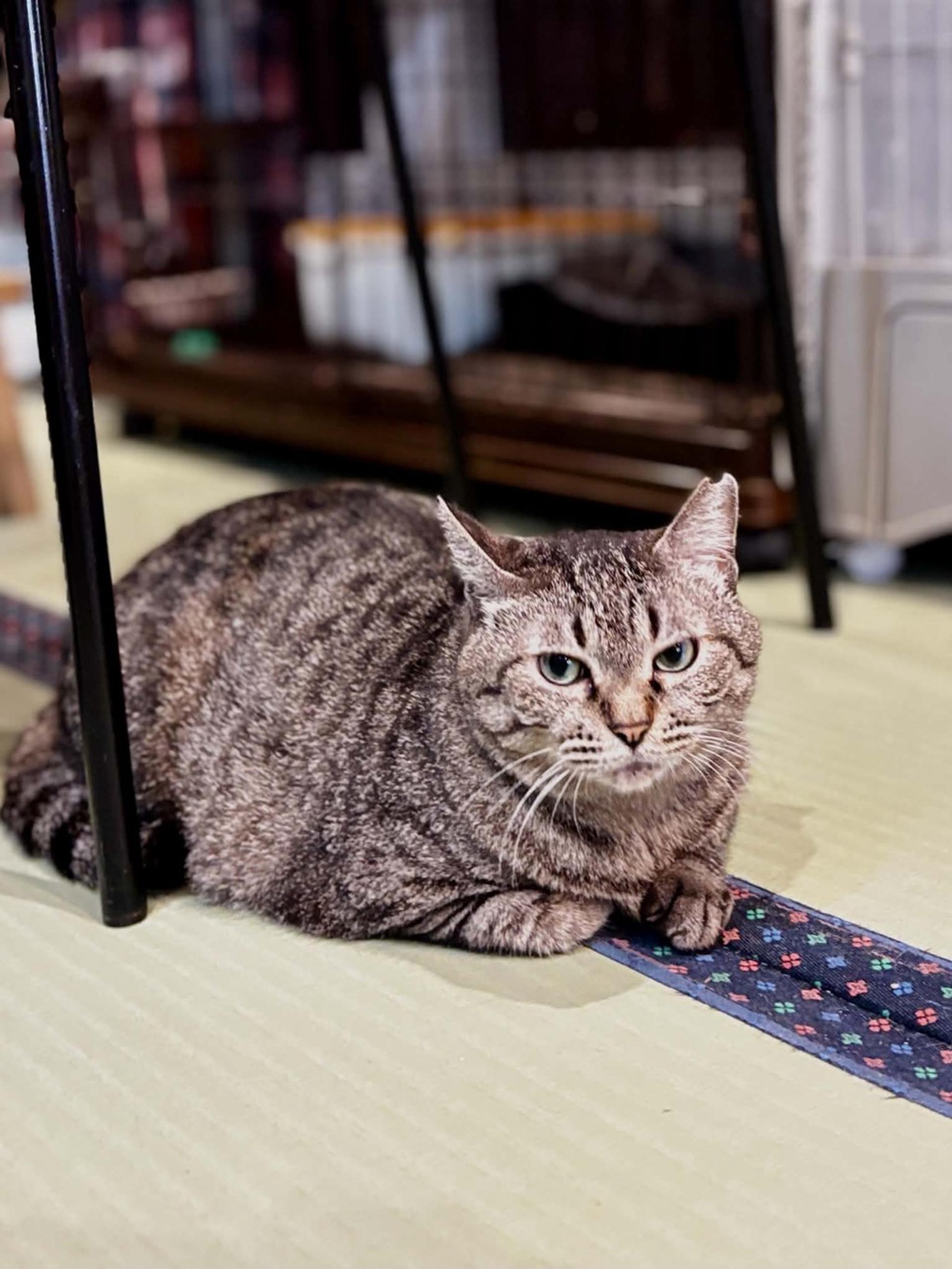 pet-image-5