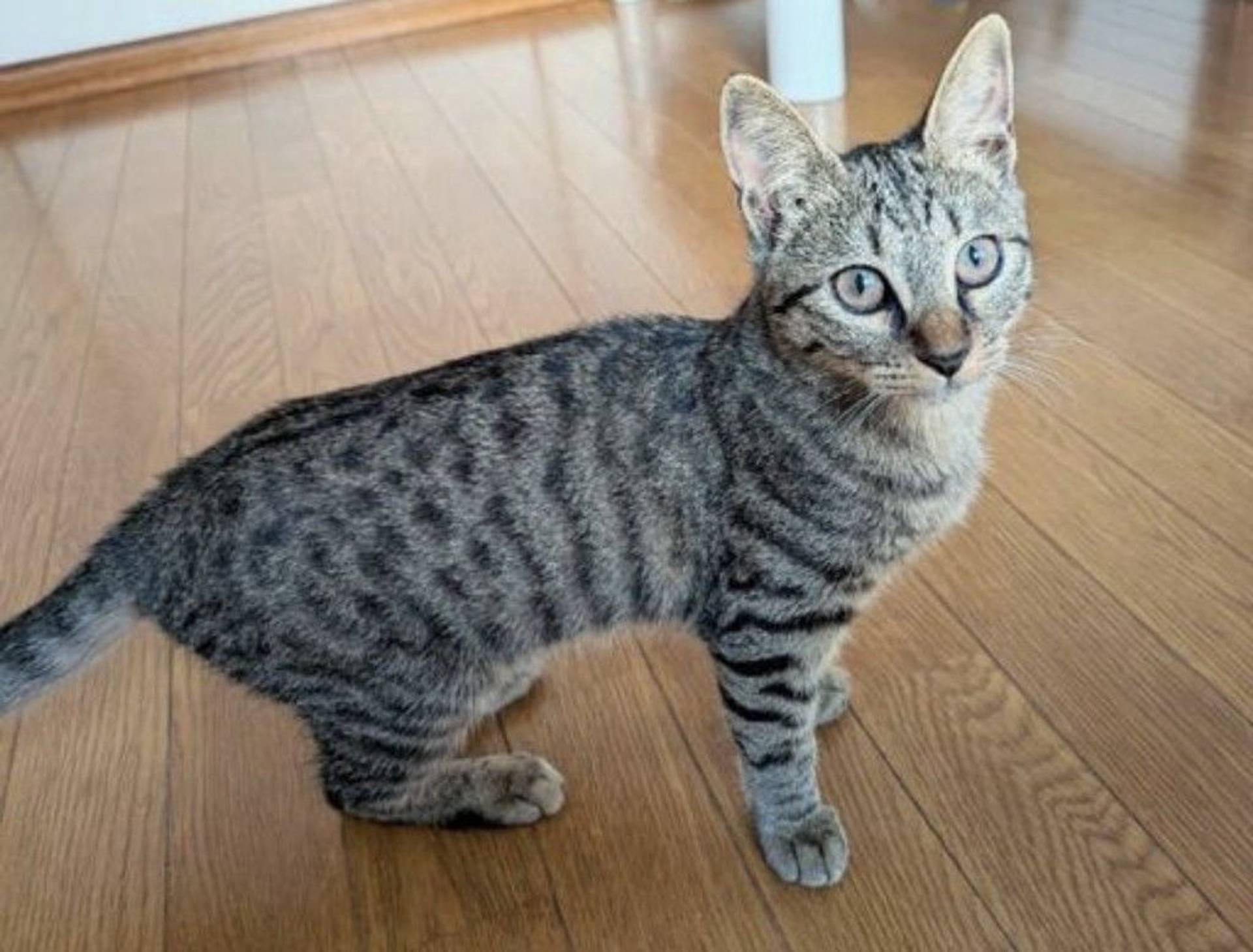 雑種（ミックス猫）・メスの里親募集の写真