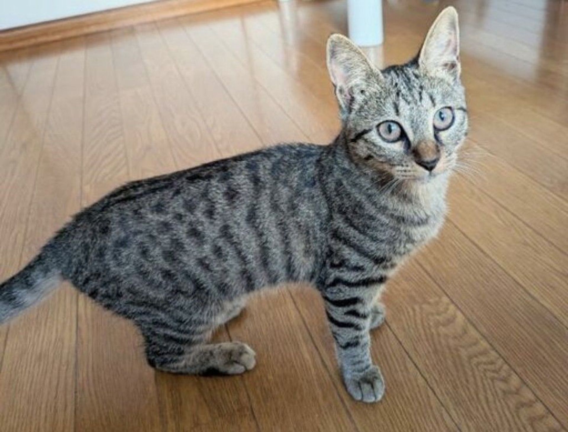 雑種（ミックス猫）・メスの里親募集の写真