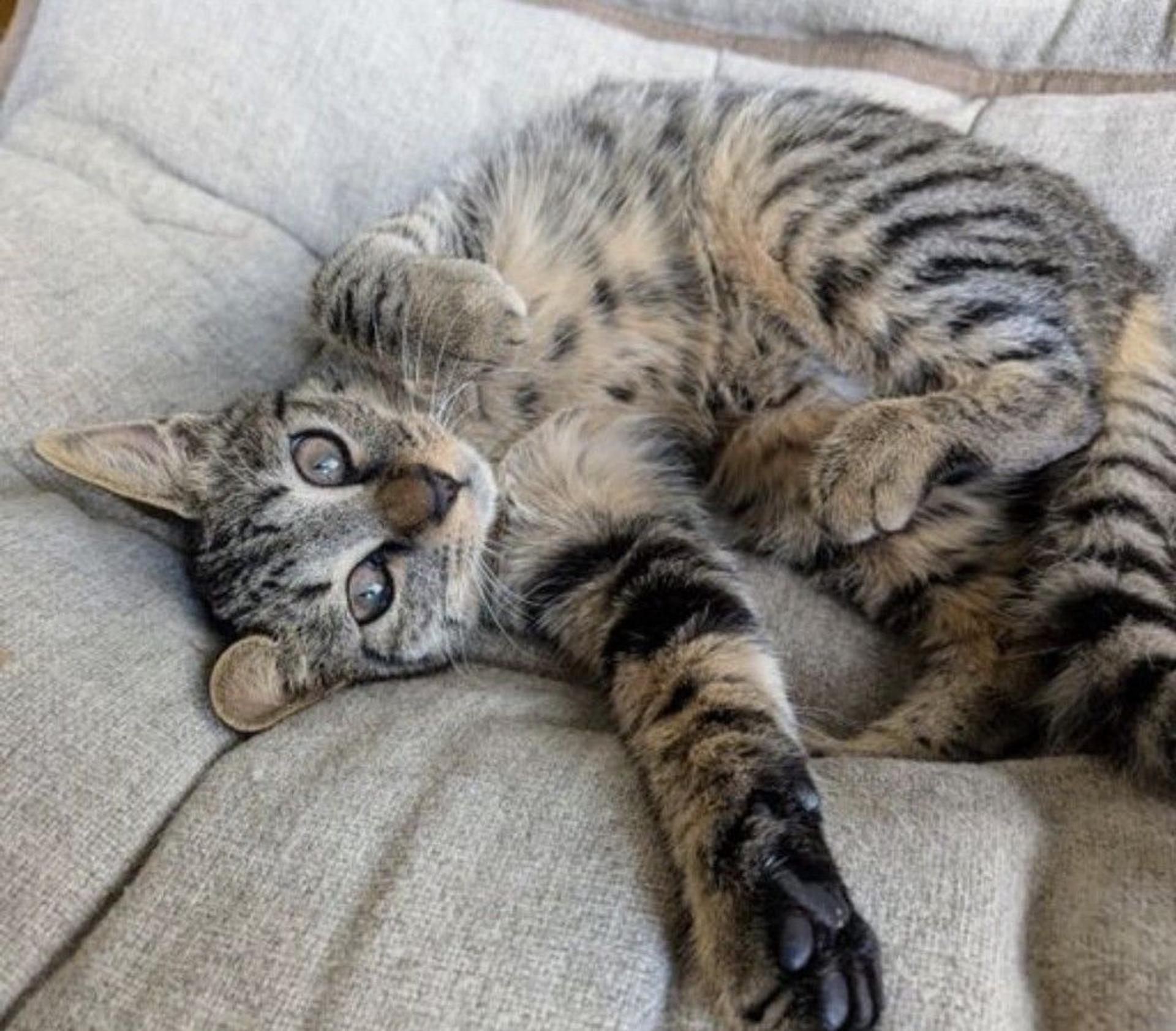 pet-image-2