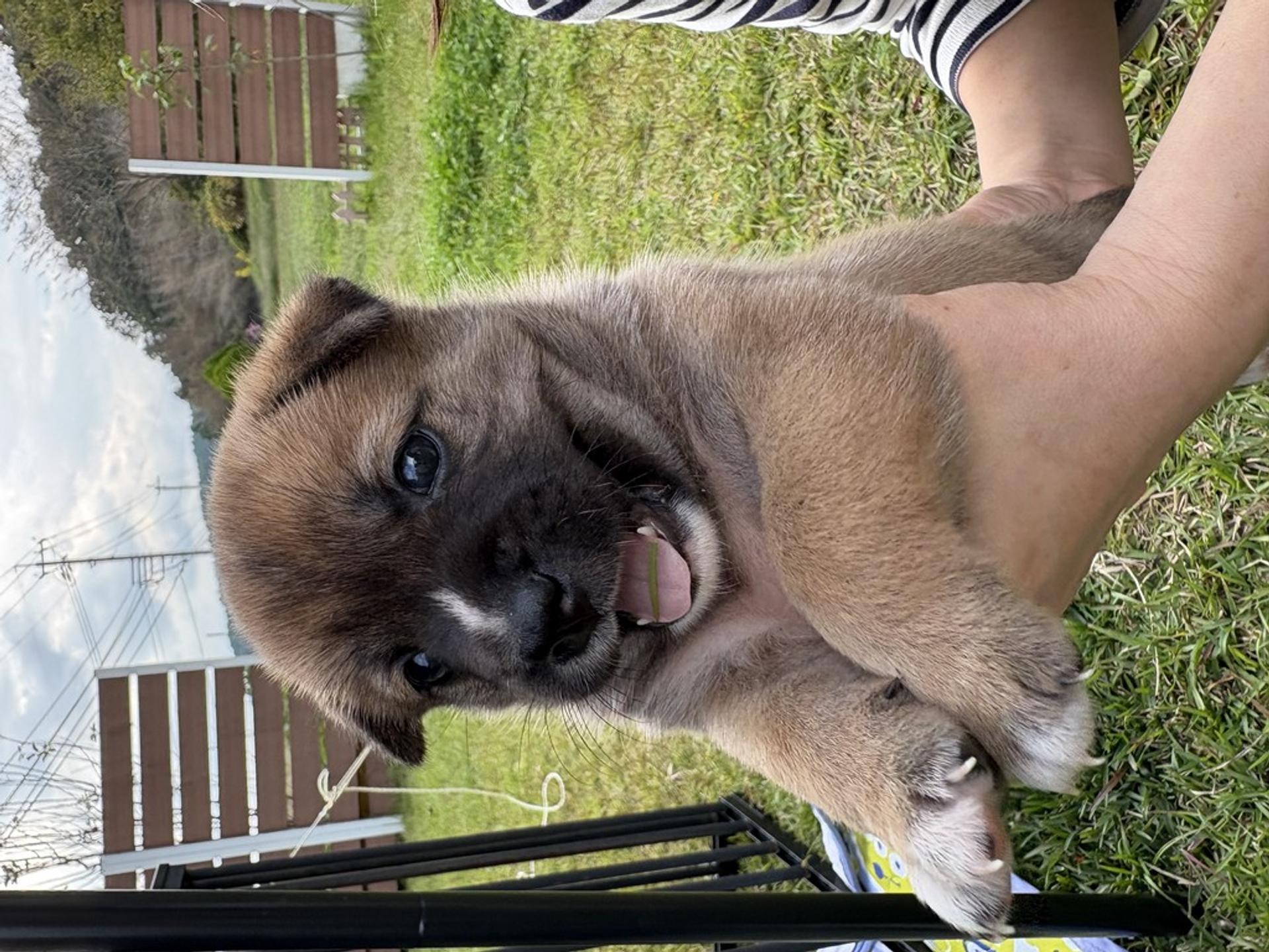 pet-image-2