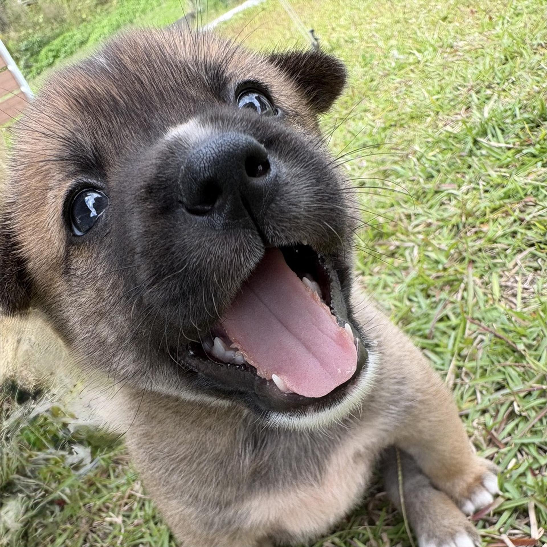 pet-image-3
