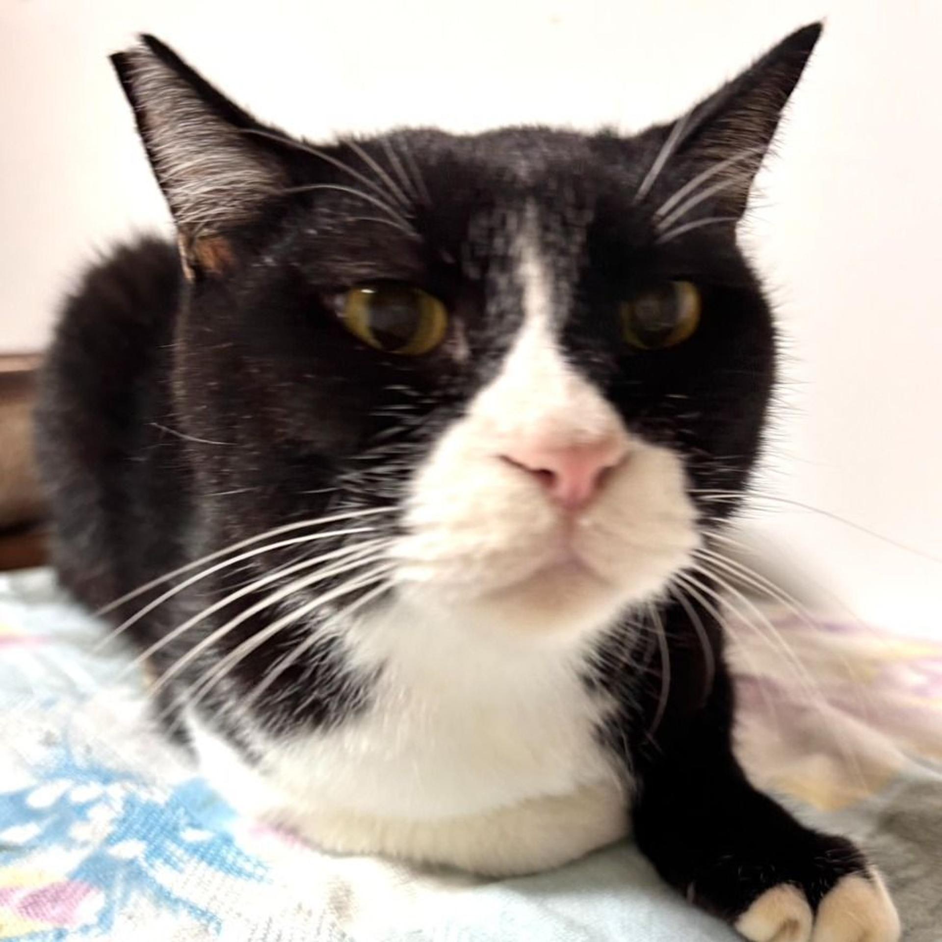 pet-image-2
