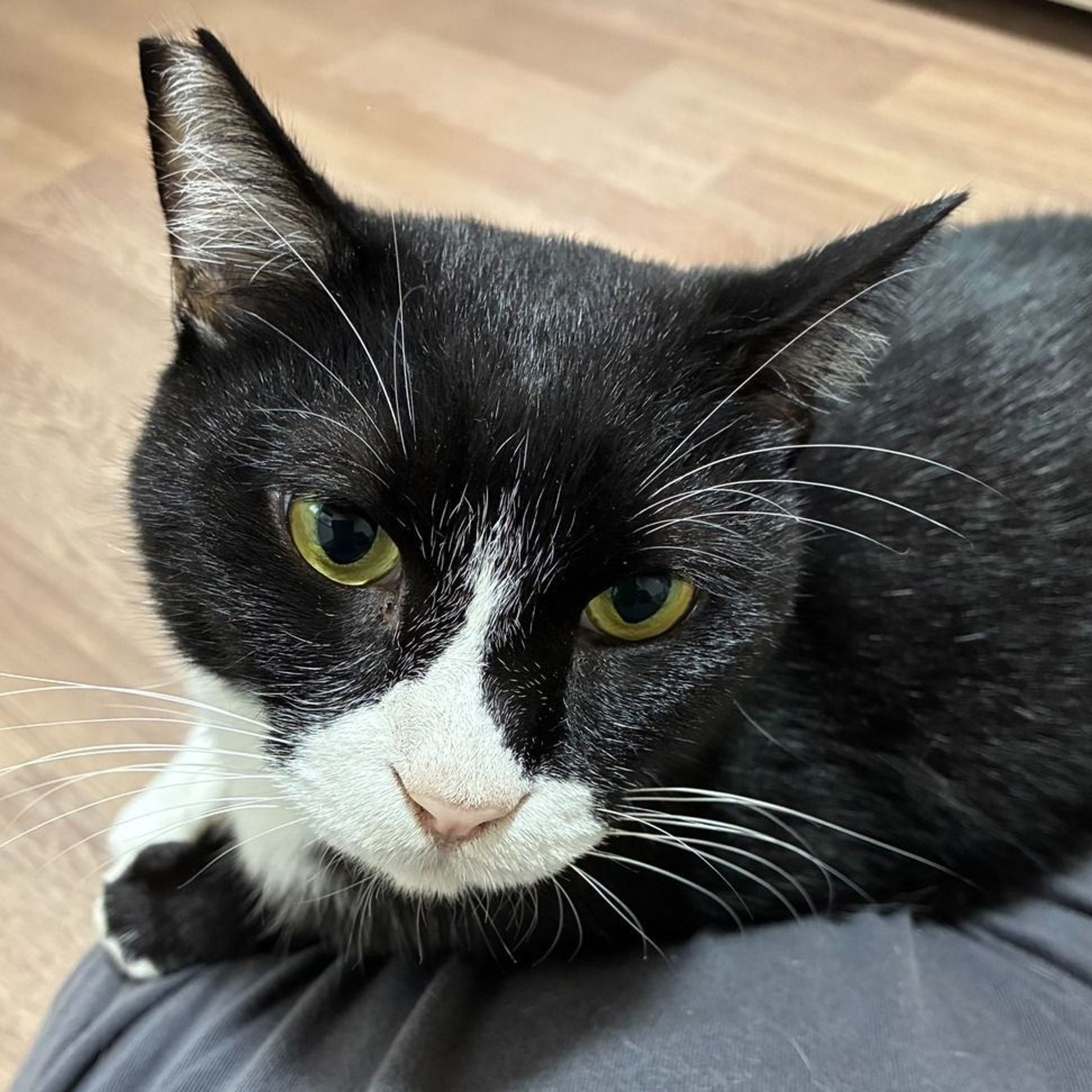 雑種（ミックス猫）・オスの里親募集の写真