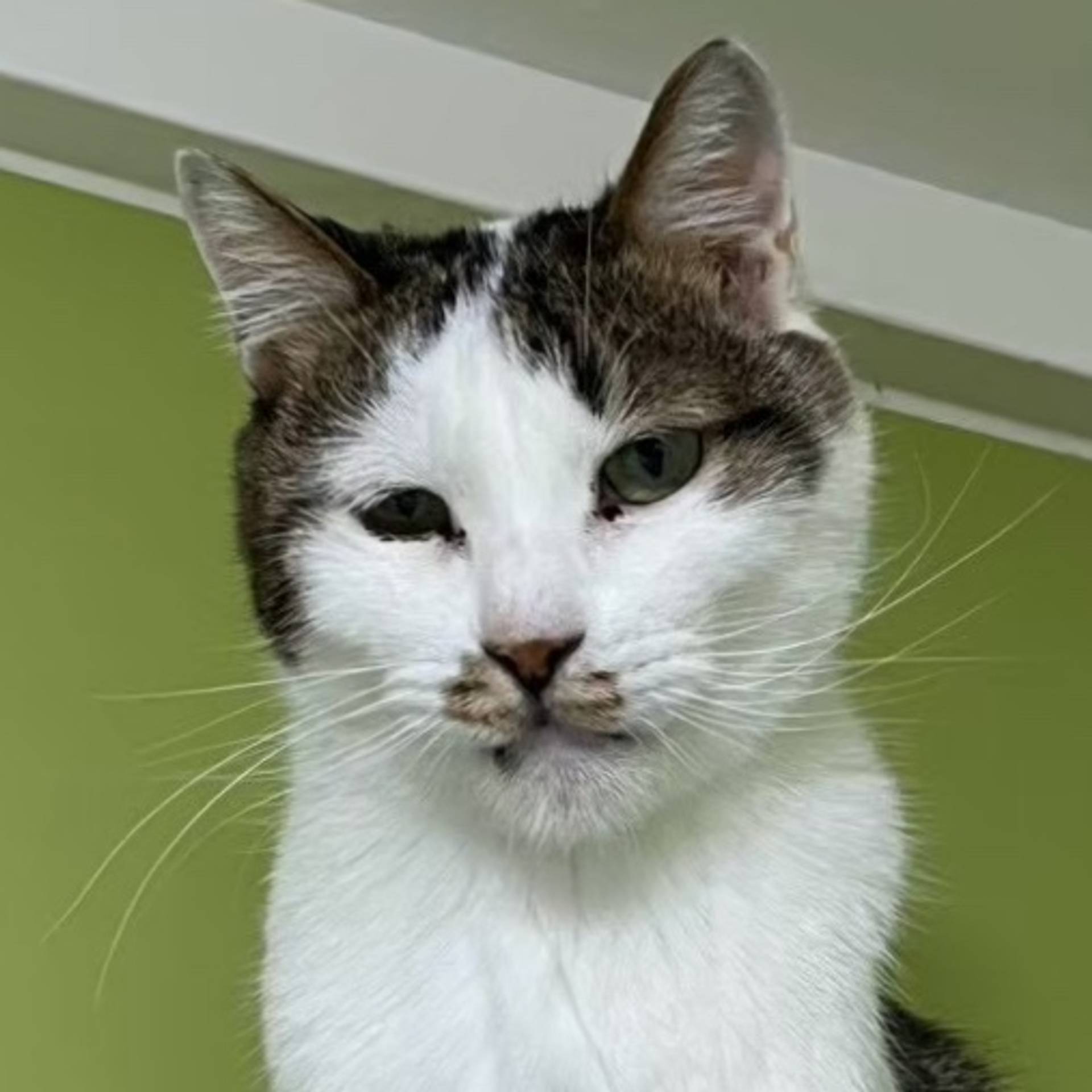 雑種（ミックス猫）・オスの里親募集の写真