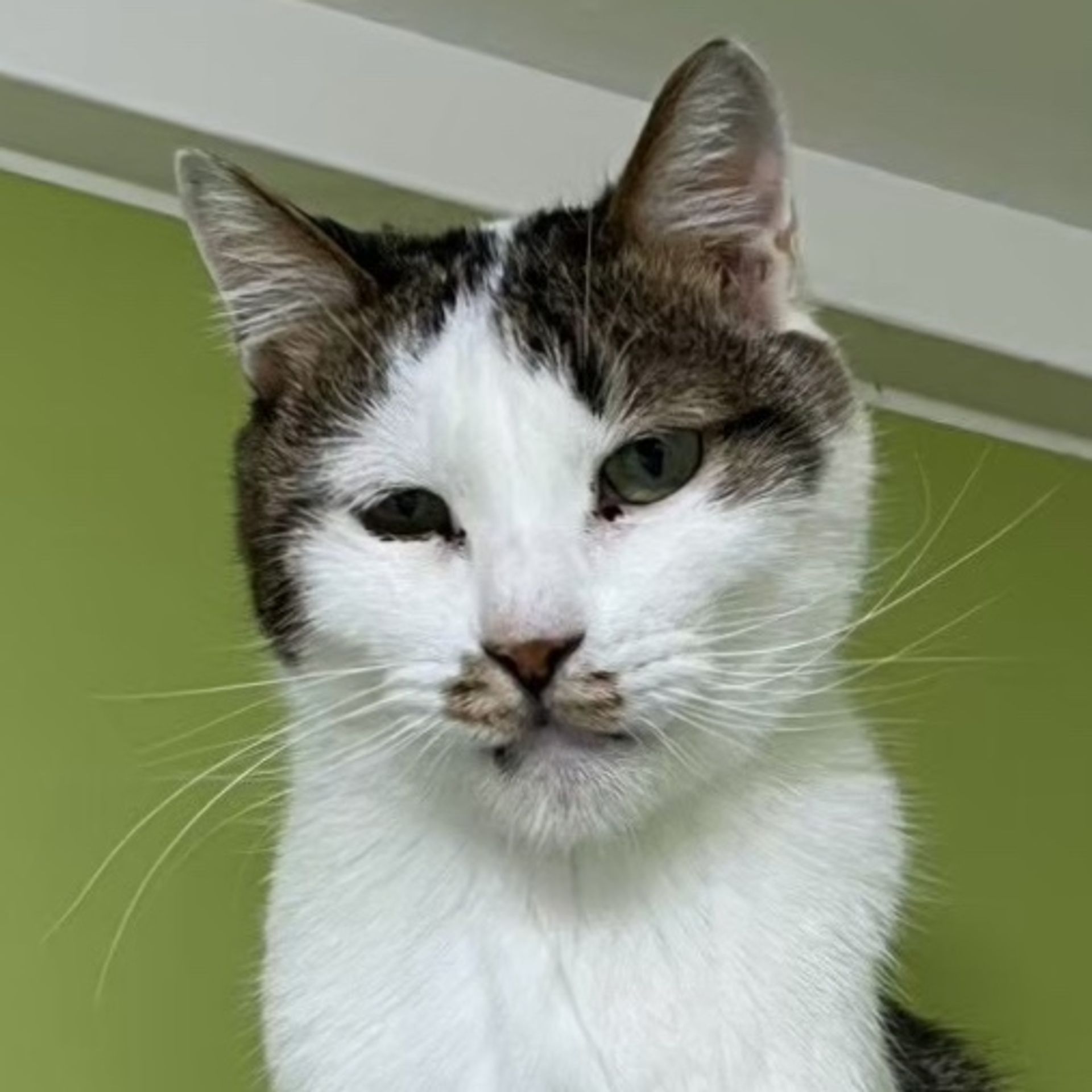 雑種（ミックス猫）・オスの里親募集の写真