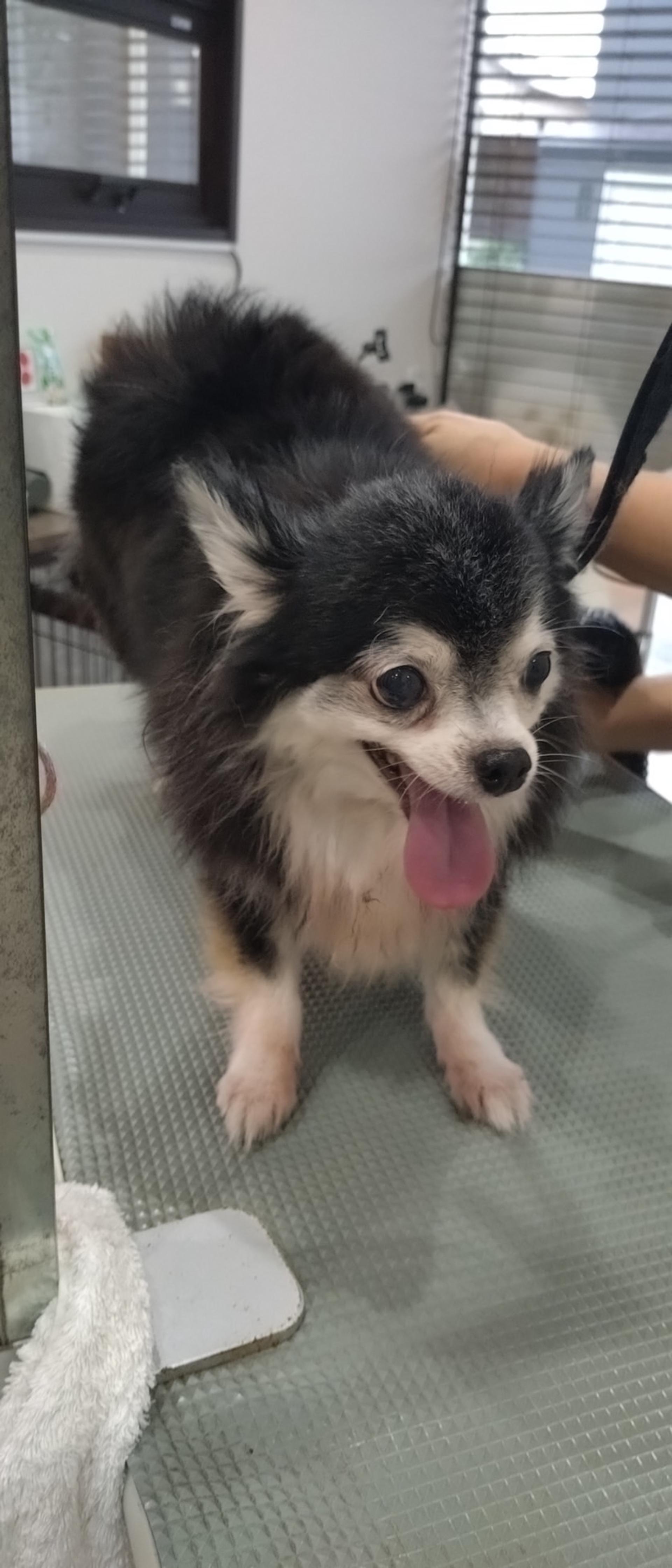 pet-image-2