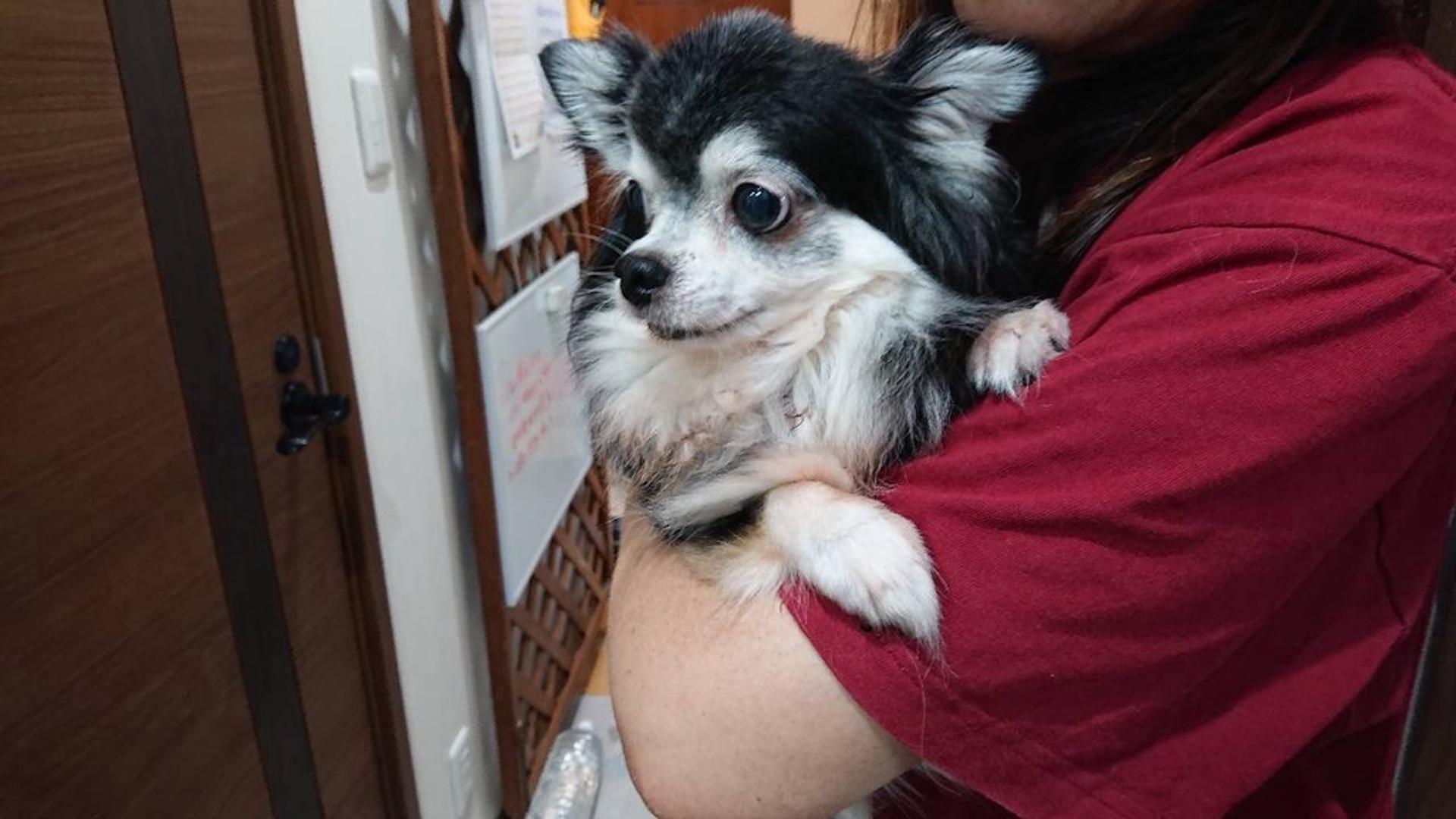 pet-image-3