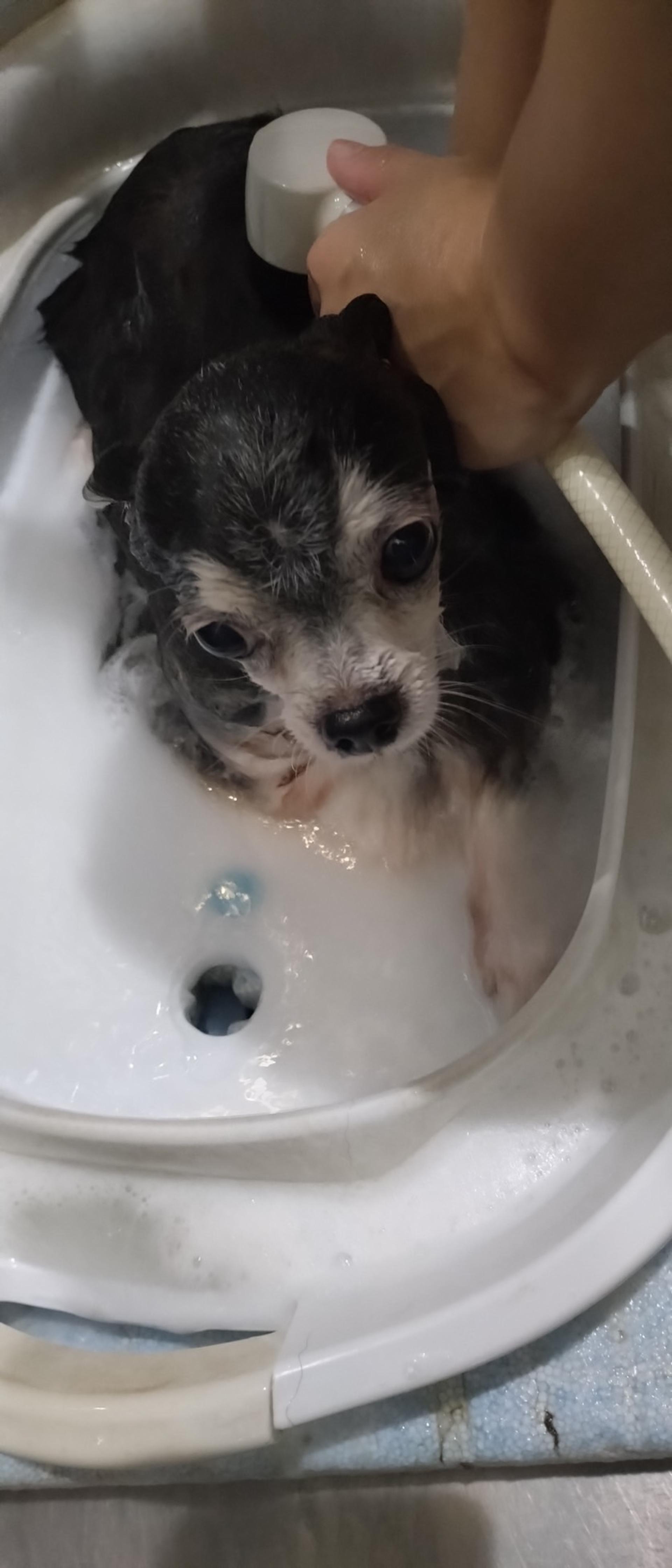 pet-image-4