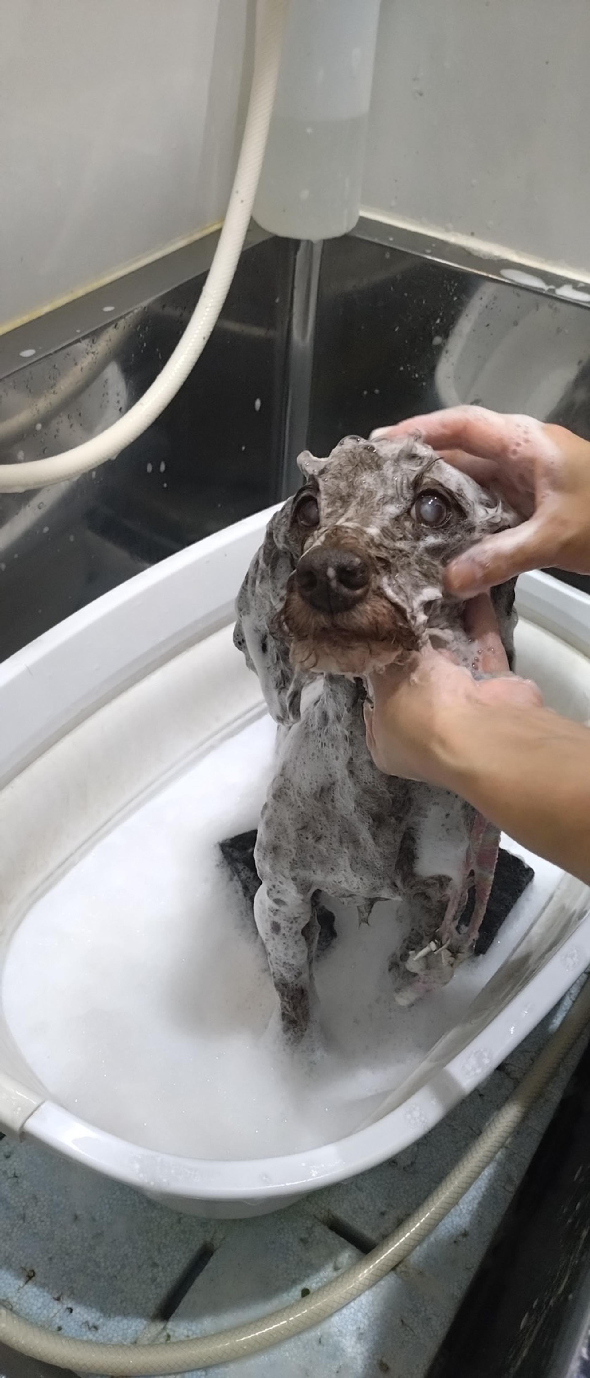 pet-image-4