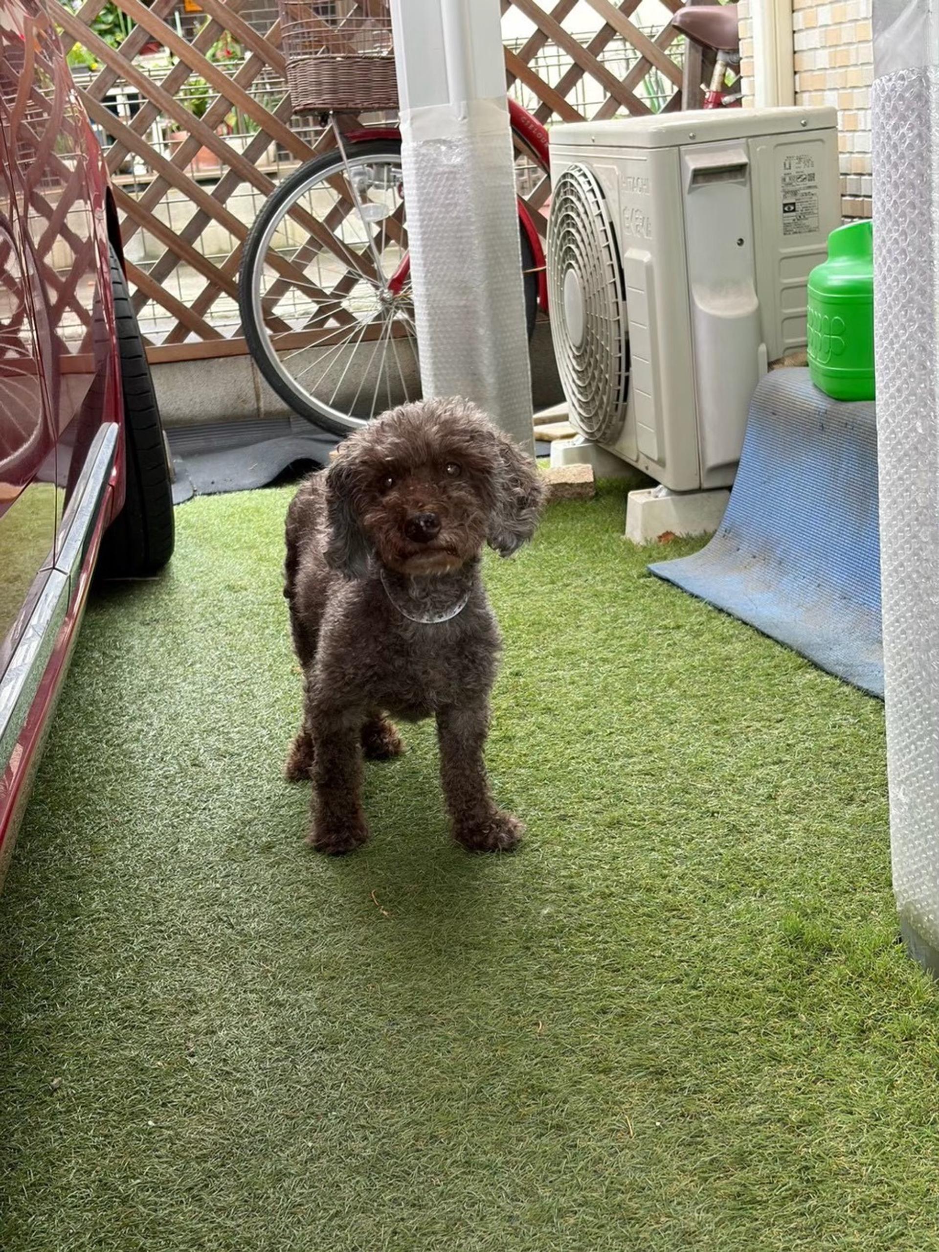pet-image-6