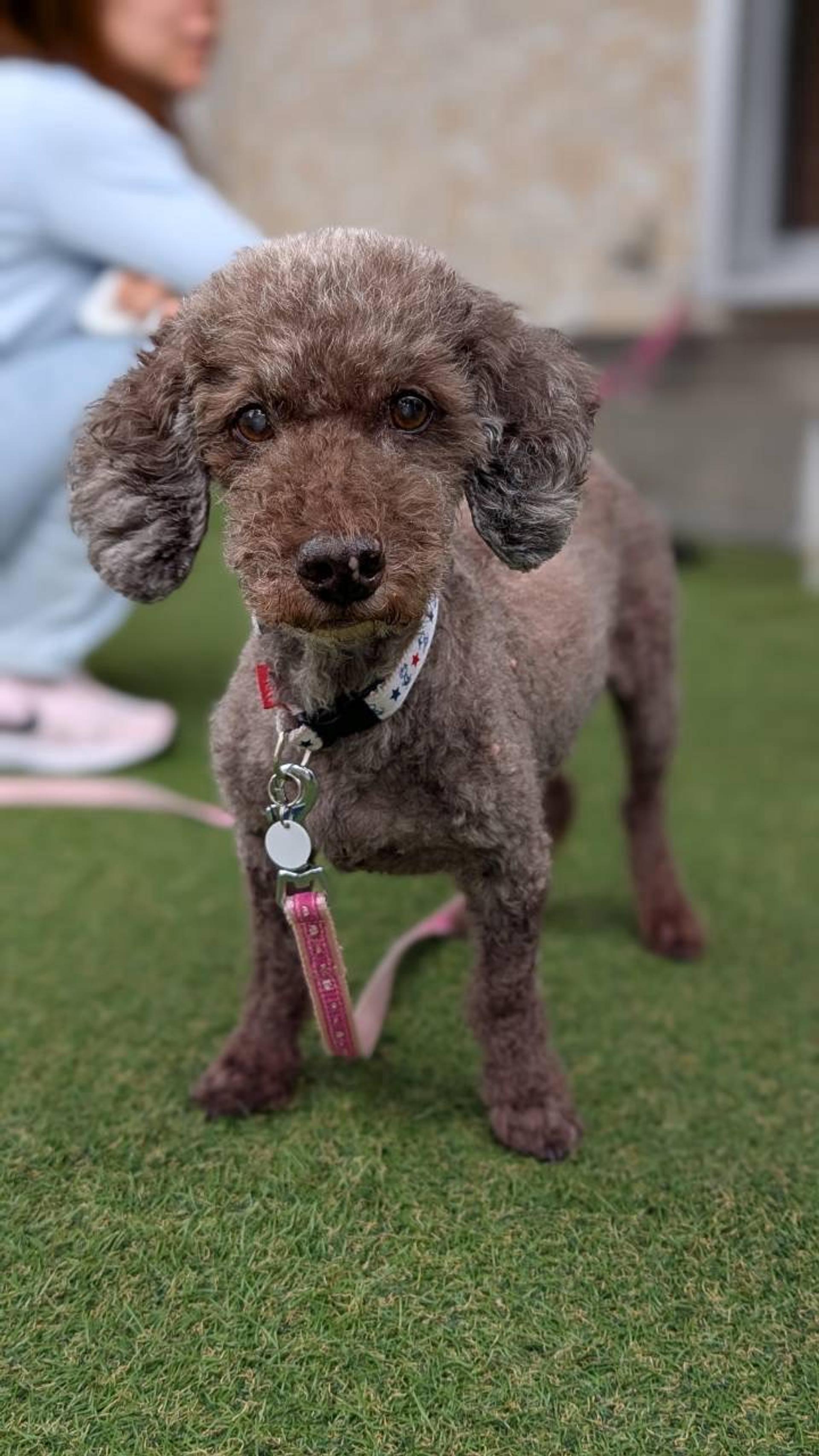 pet-image-7