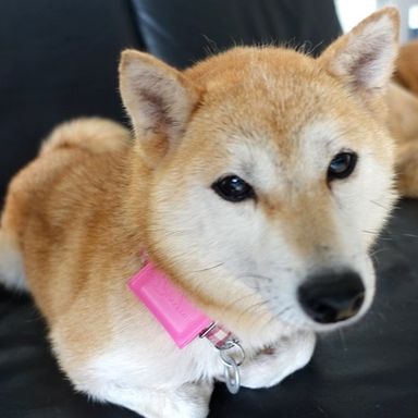 あみの写真