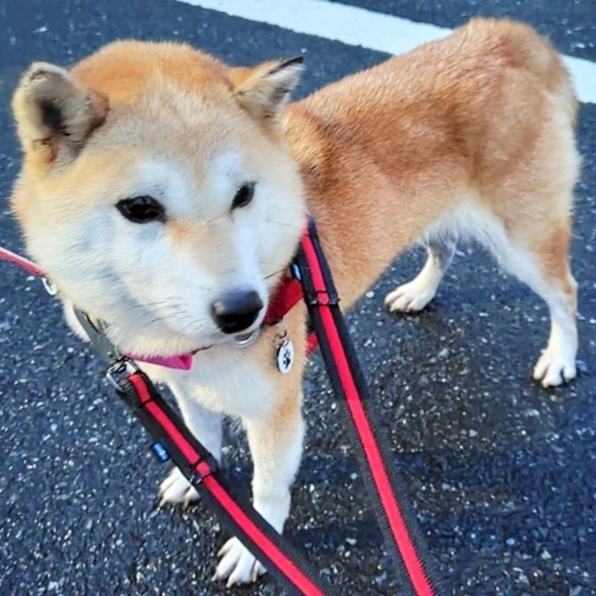 pet-image-2