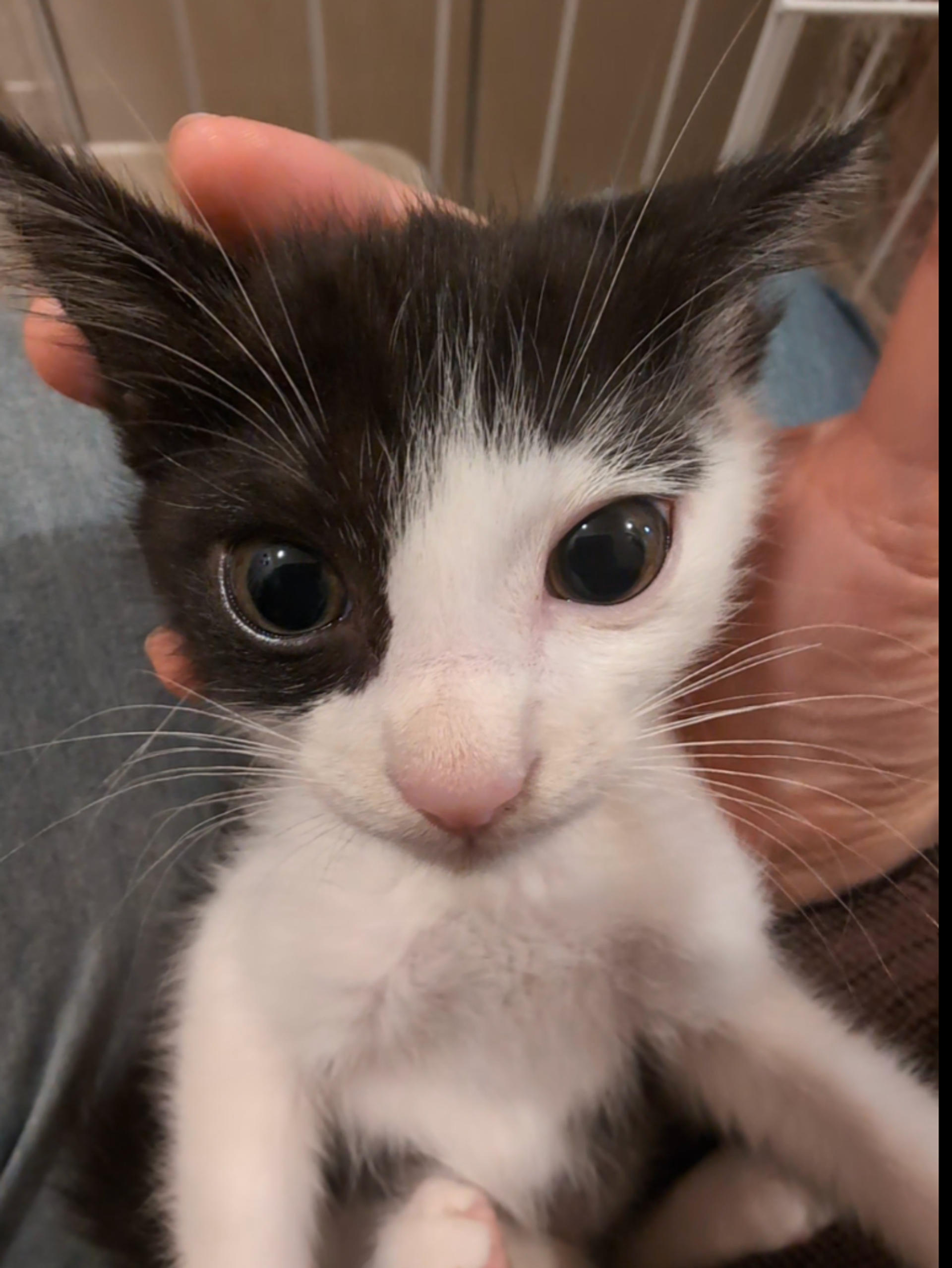 pet-image-2