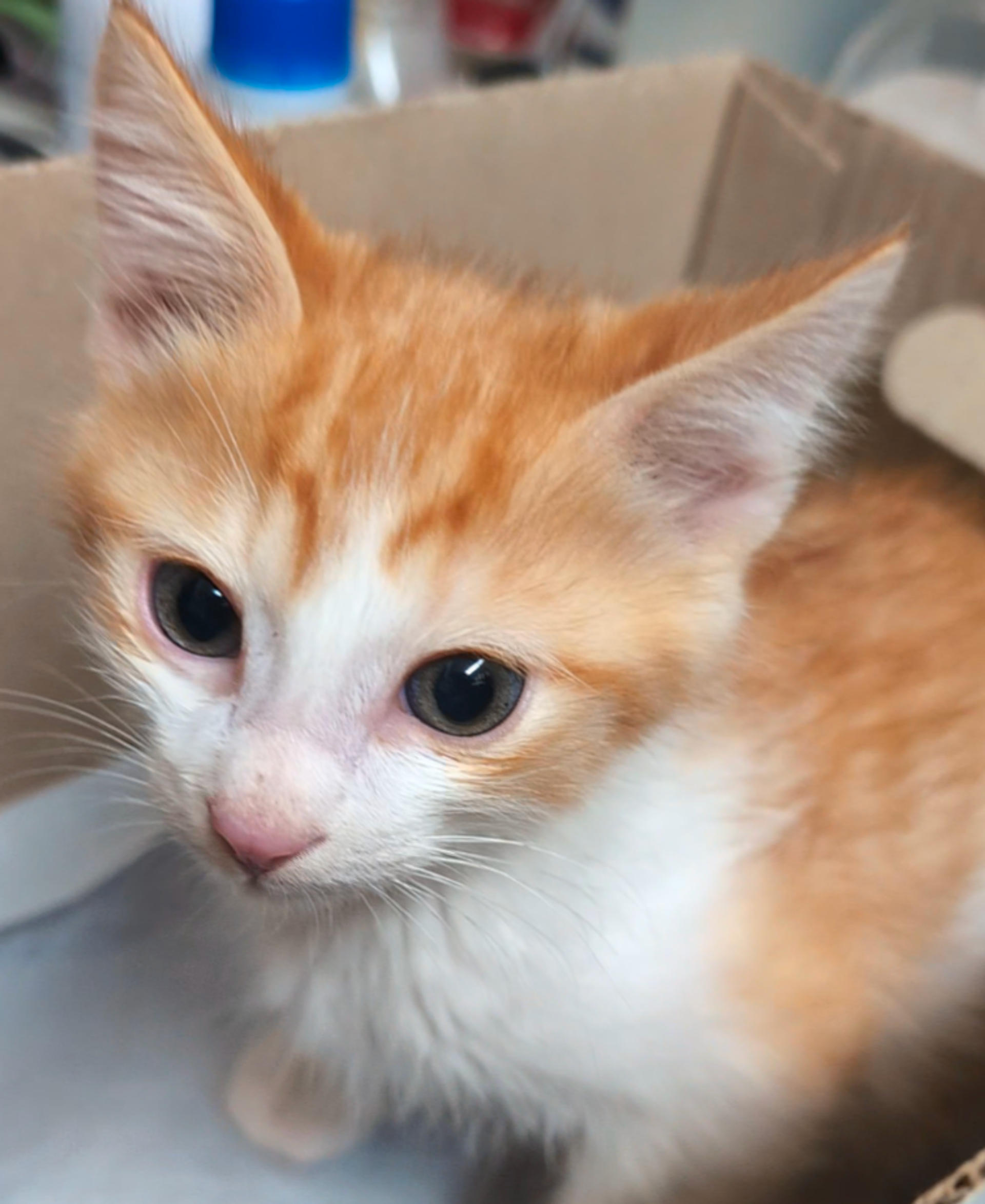 pet-image-3