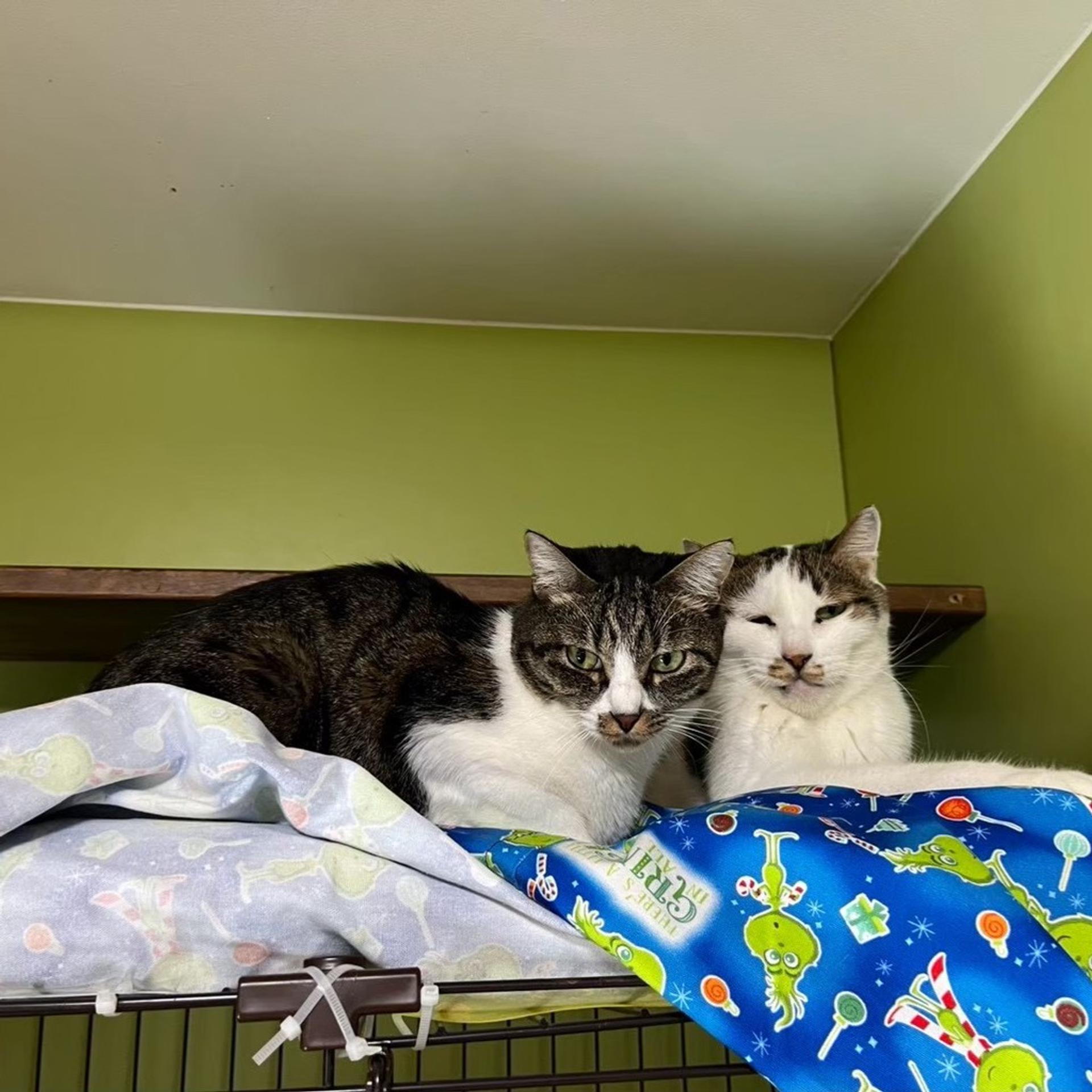 pet-image-3