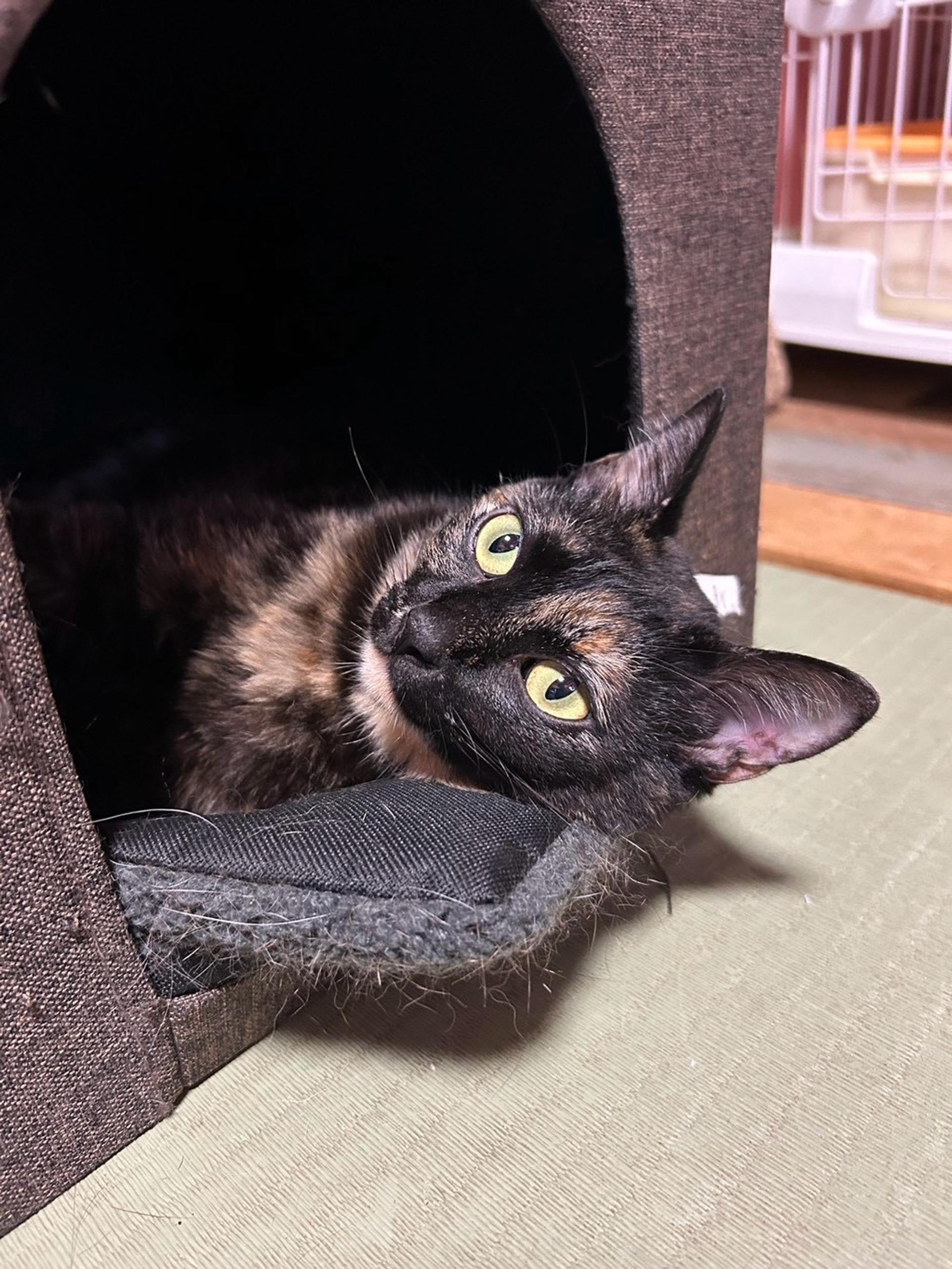 pet-image-2