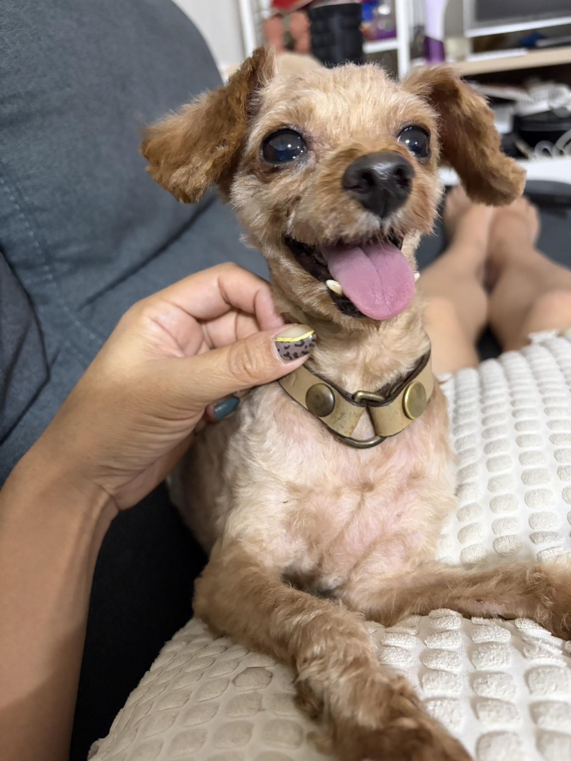 pet-image-2