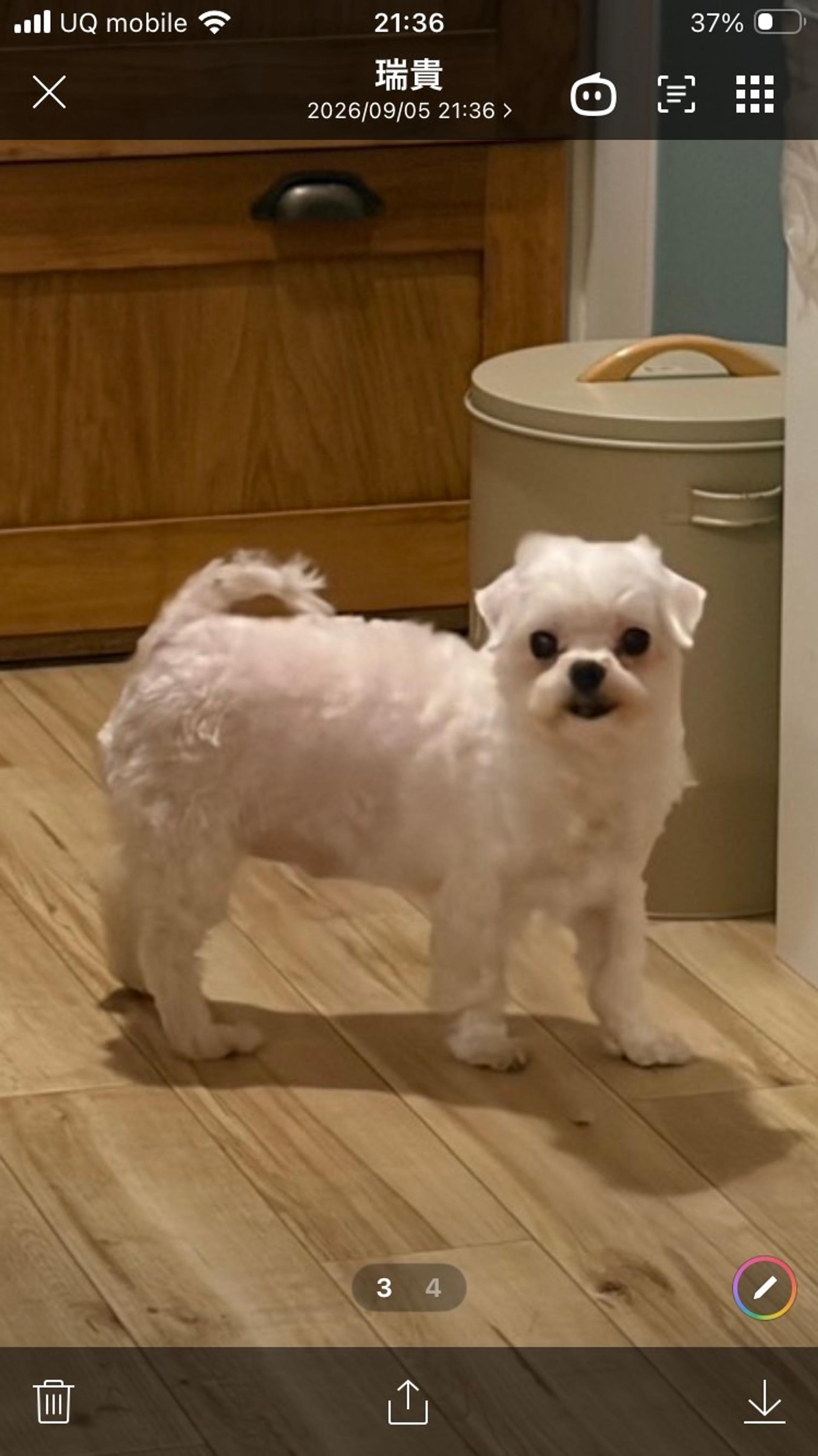 pet-image-6