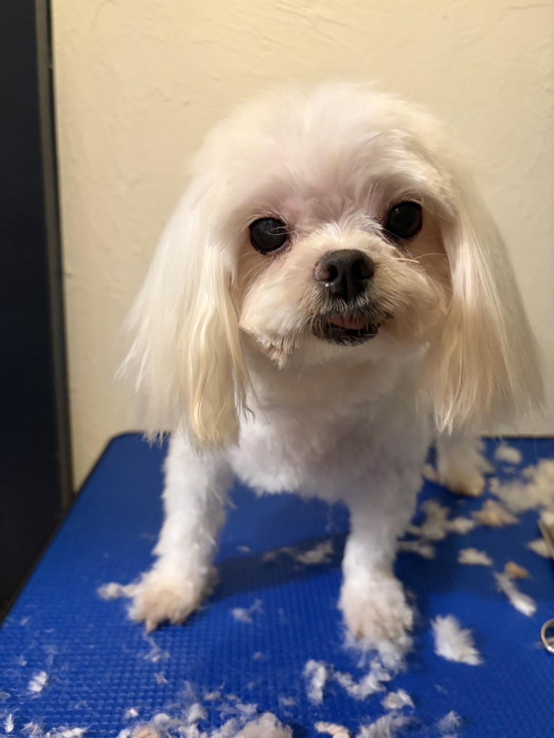 pet-image-9