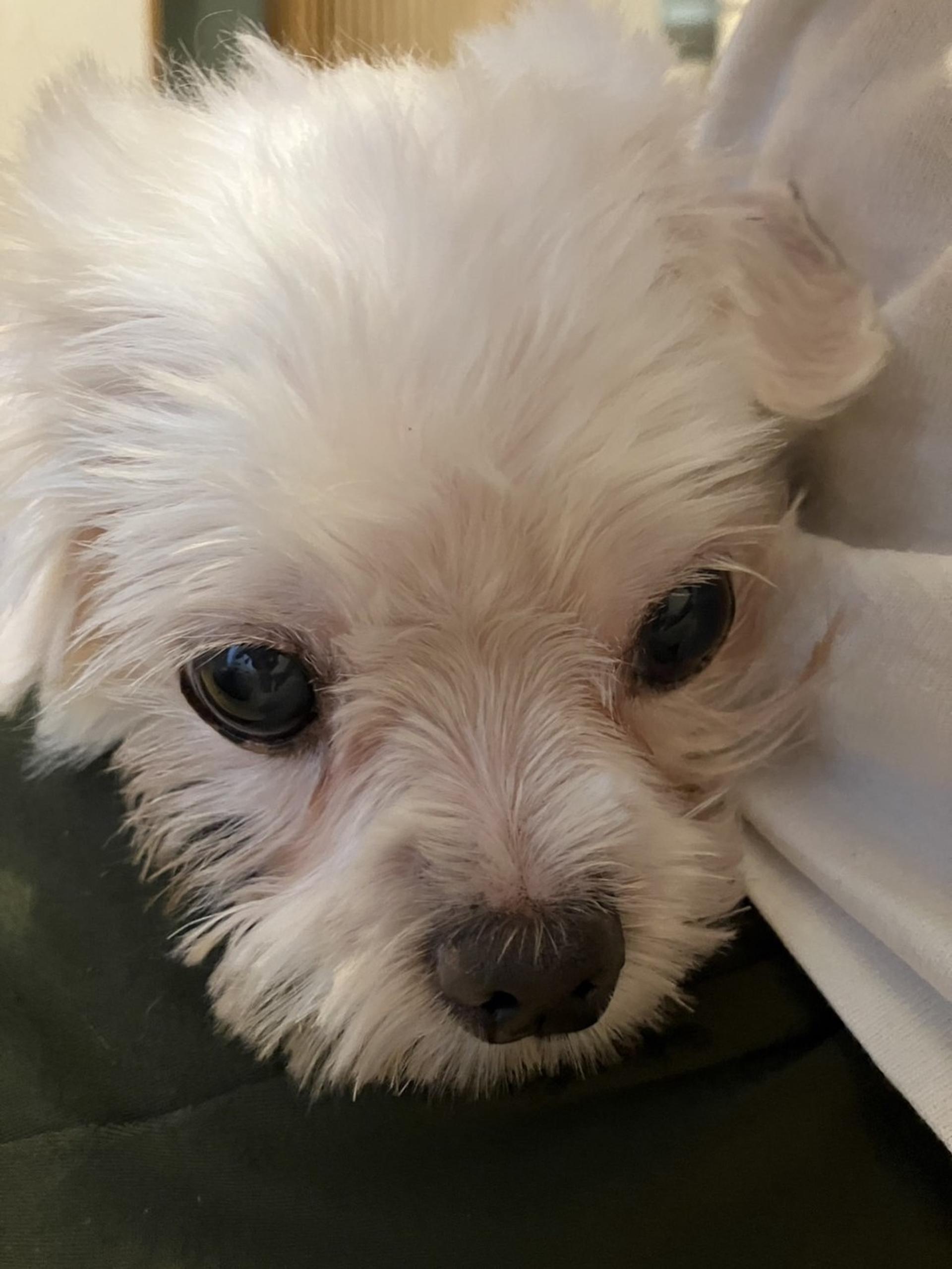 pet-image-10