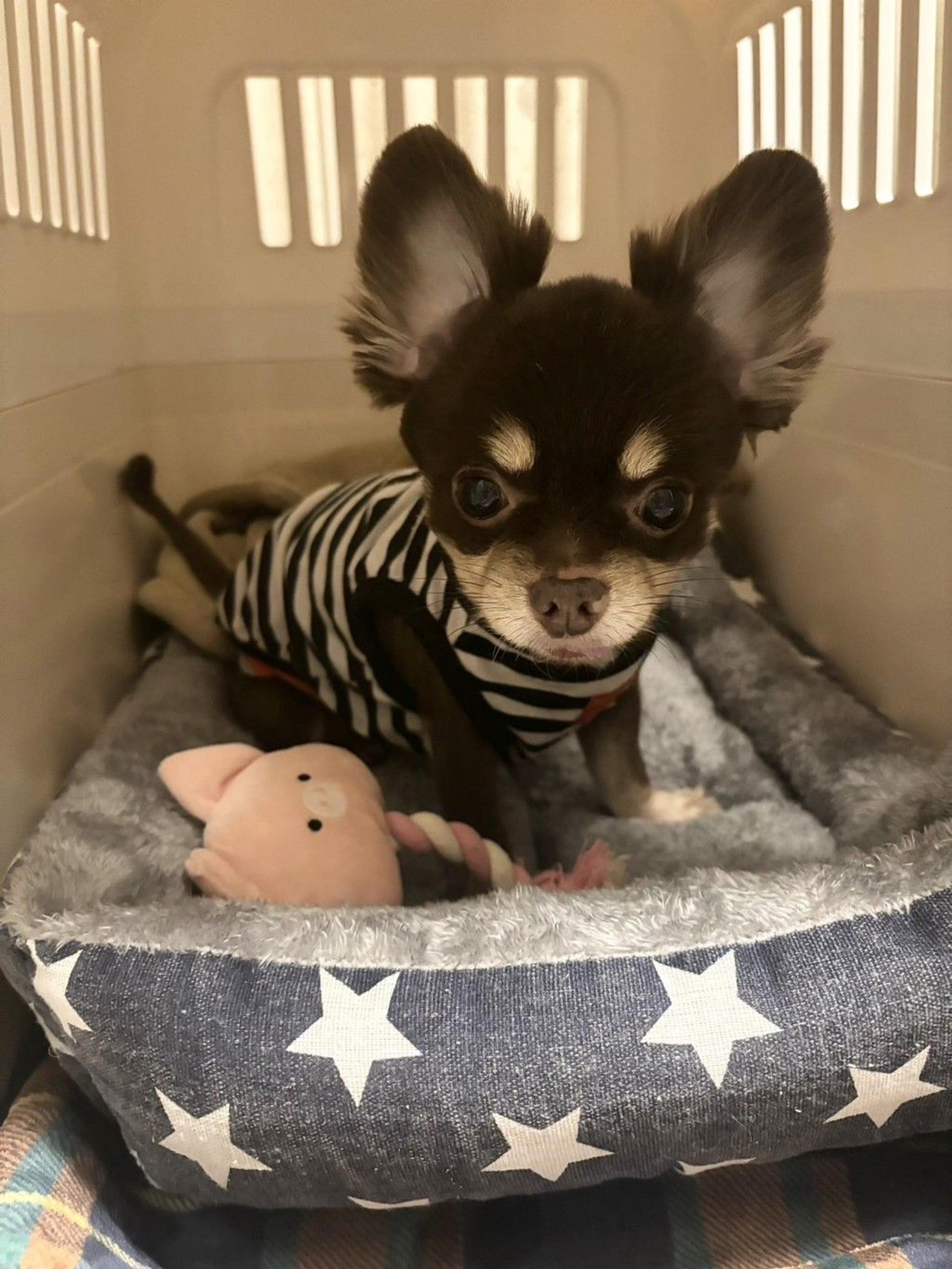 pet-image-2