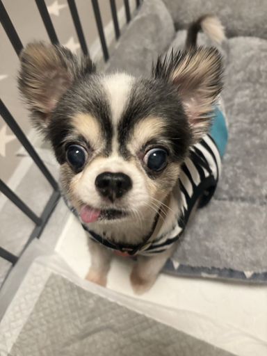 もろきゅうの写真